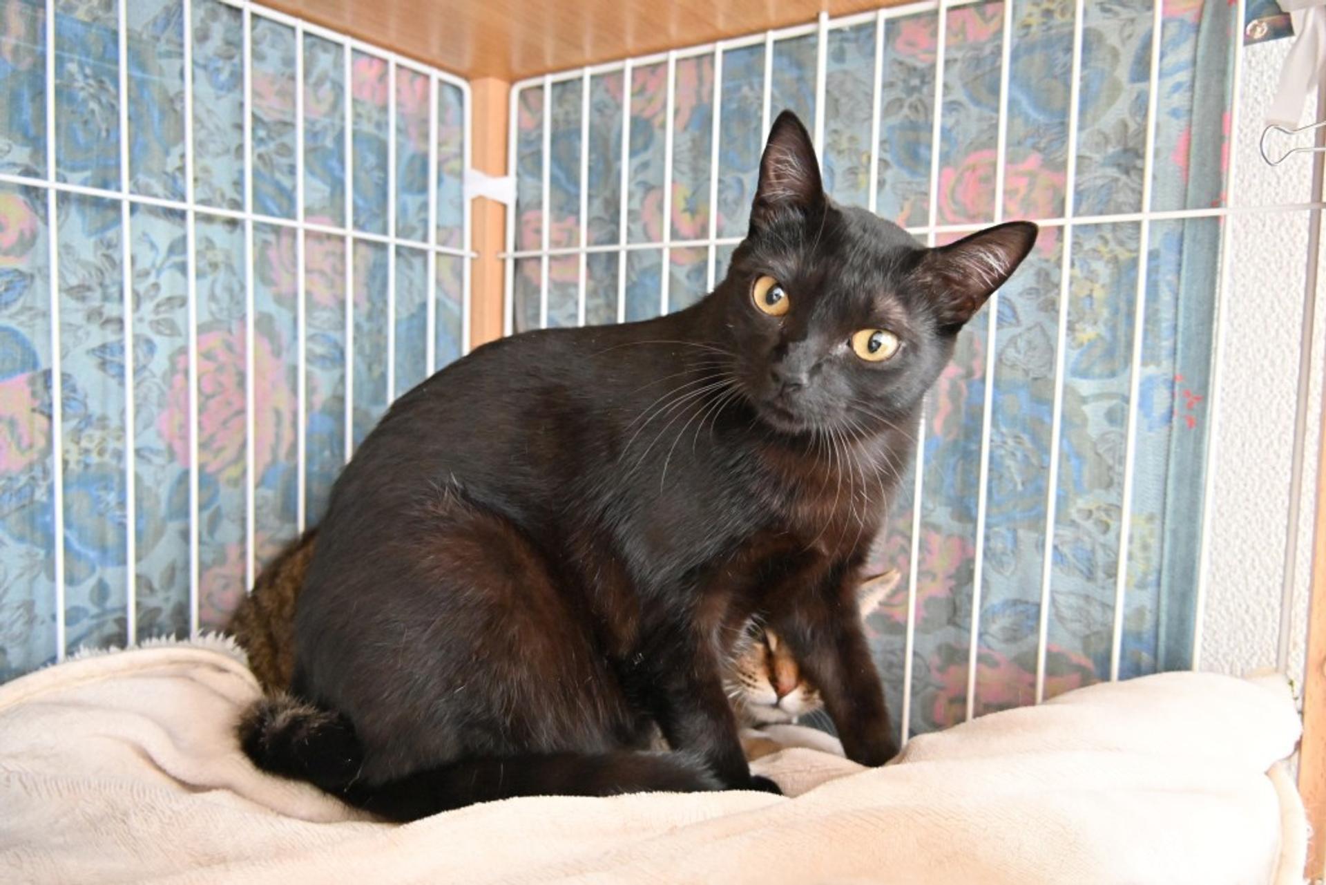 pet-image-3
