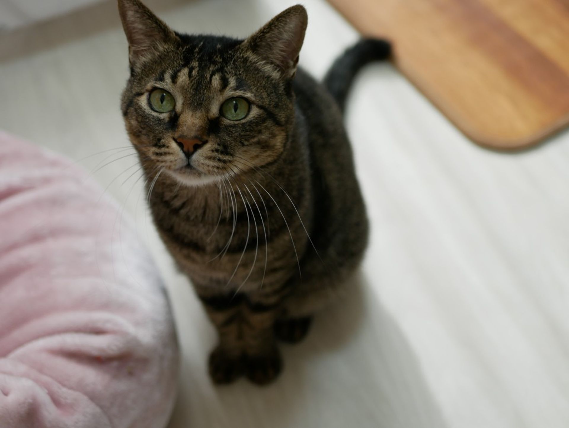 雑種（ミックス猫）・オスの里親募集の写真