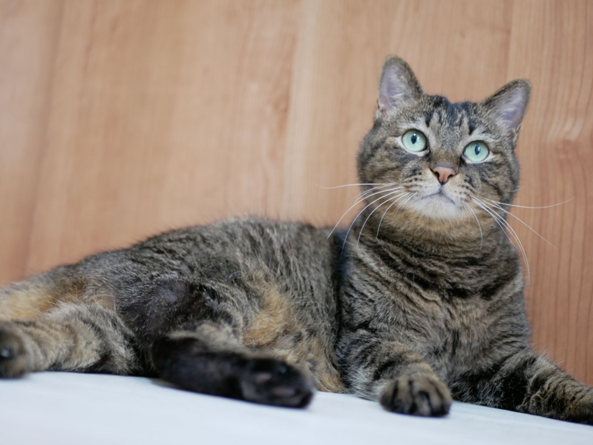 雑種（ミックス猫）・オスの里親募集の写真