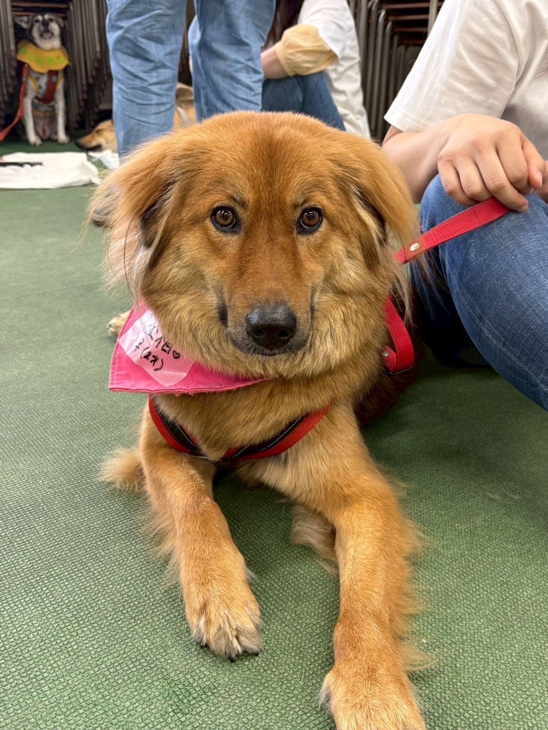 雑種（ミックス犬）・メスの里親募集の写真