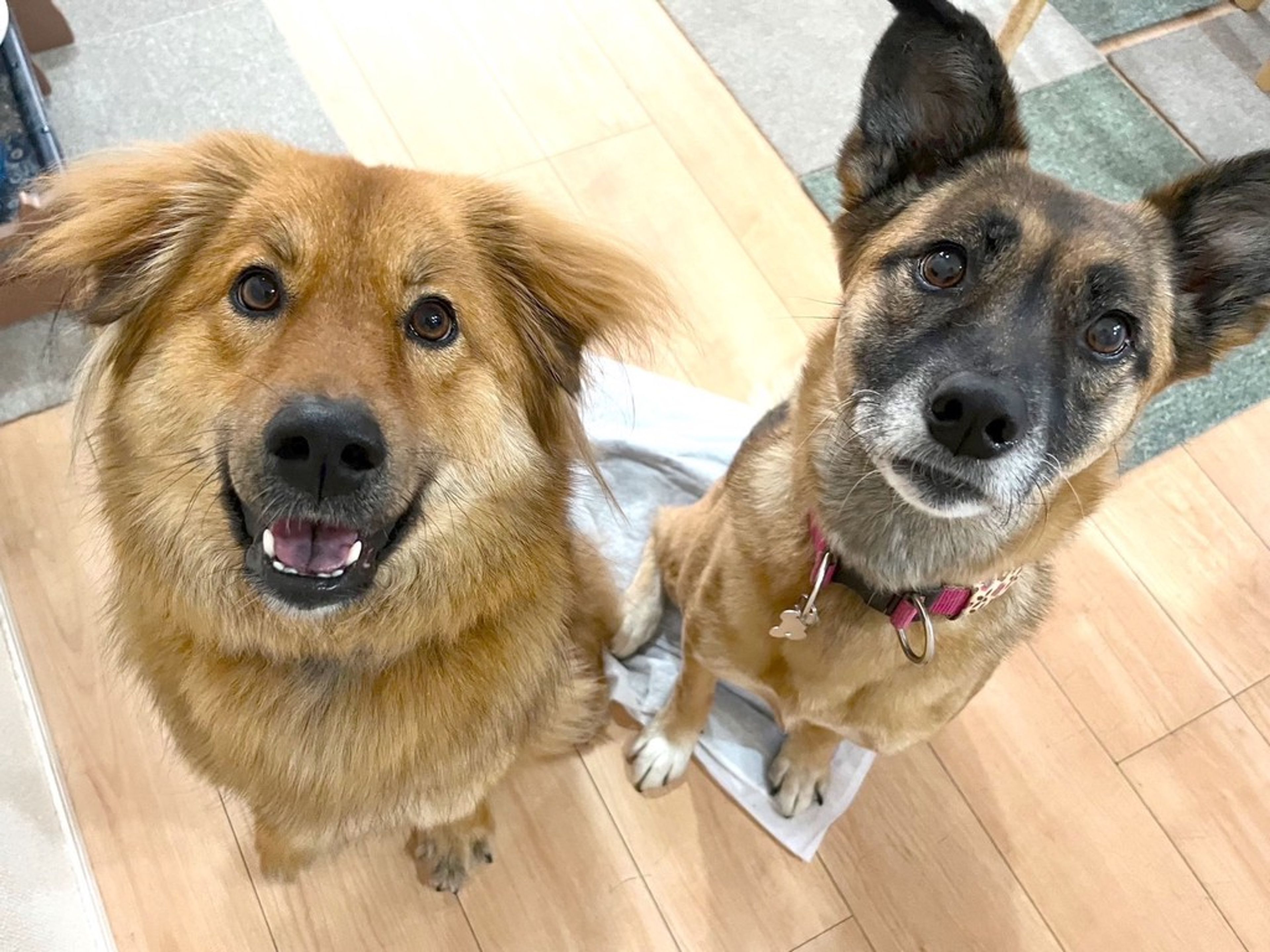 pet-image-2