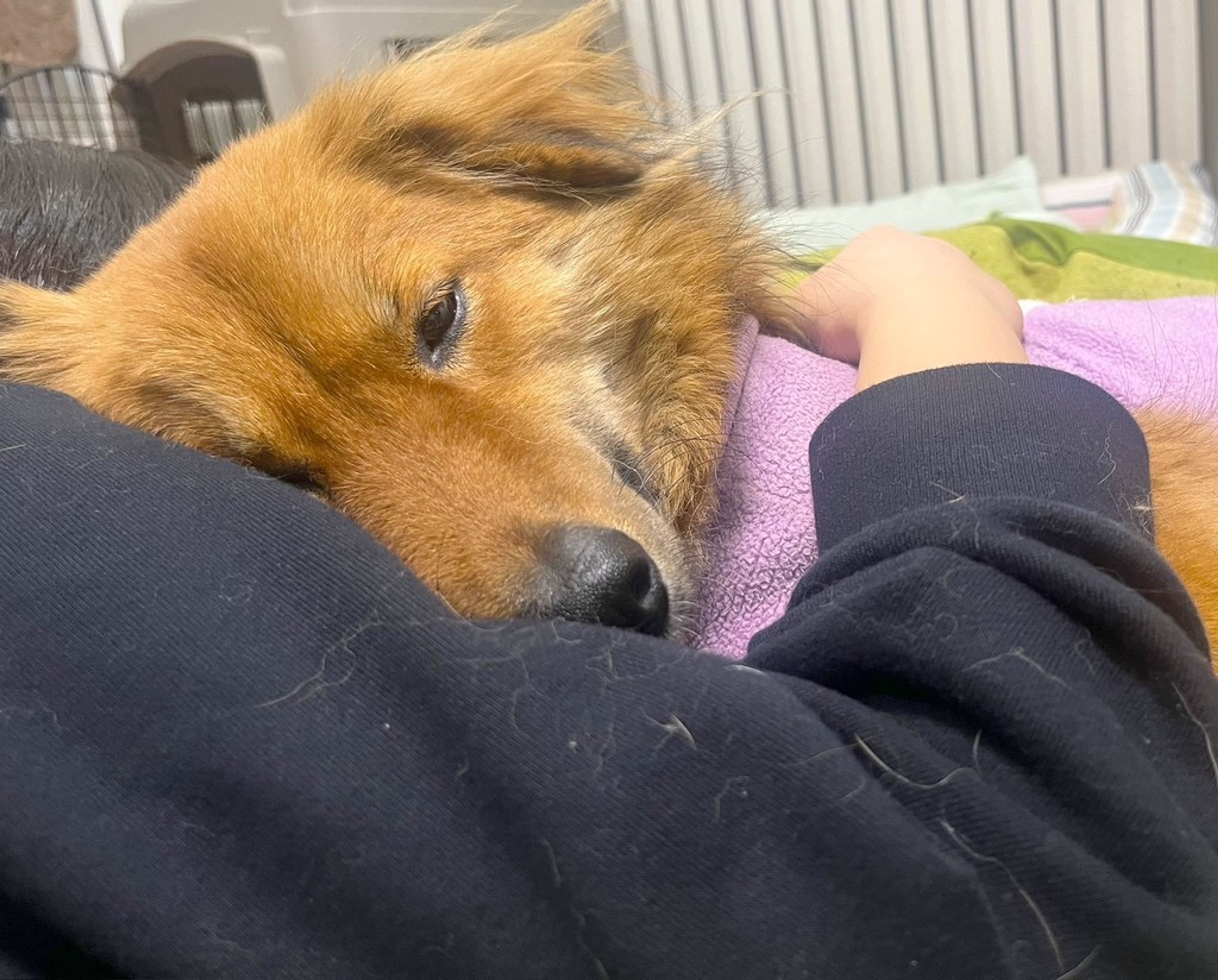 pet-image-6