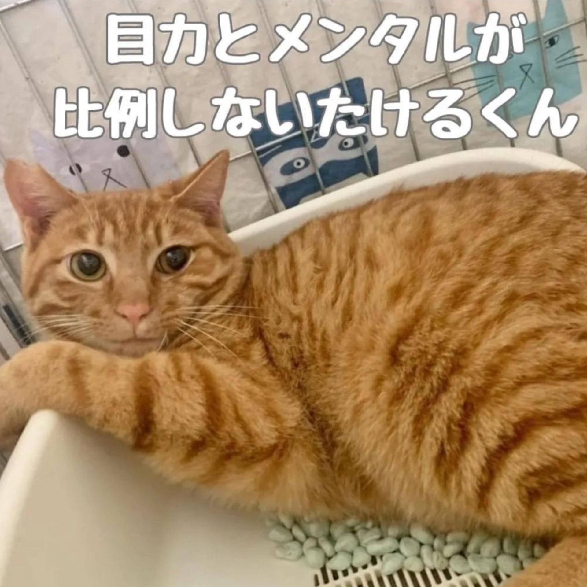 pet-image-3