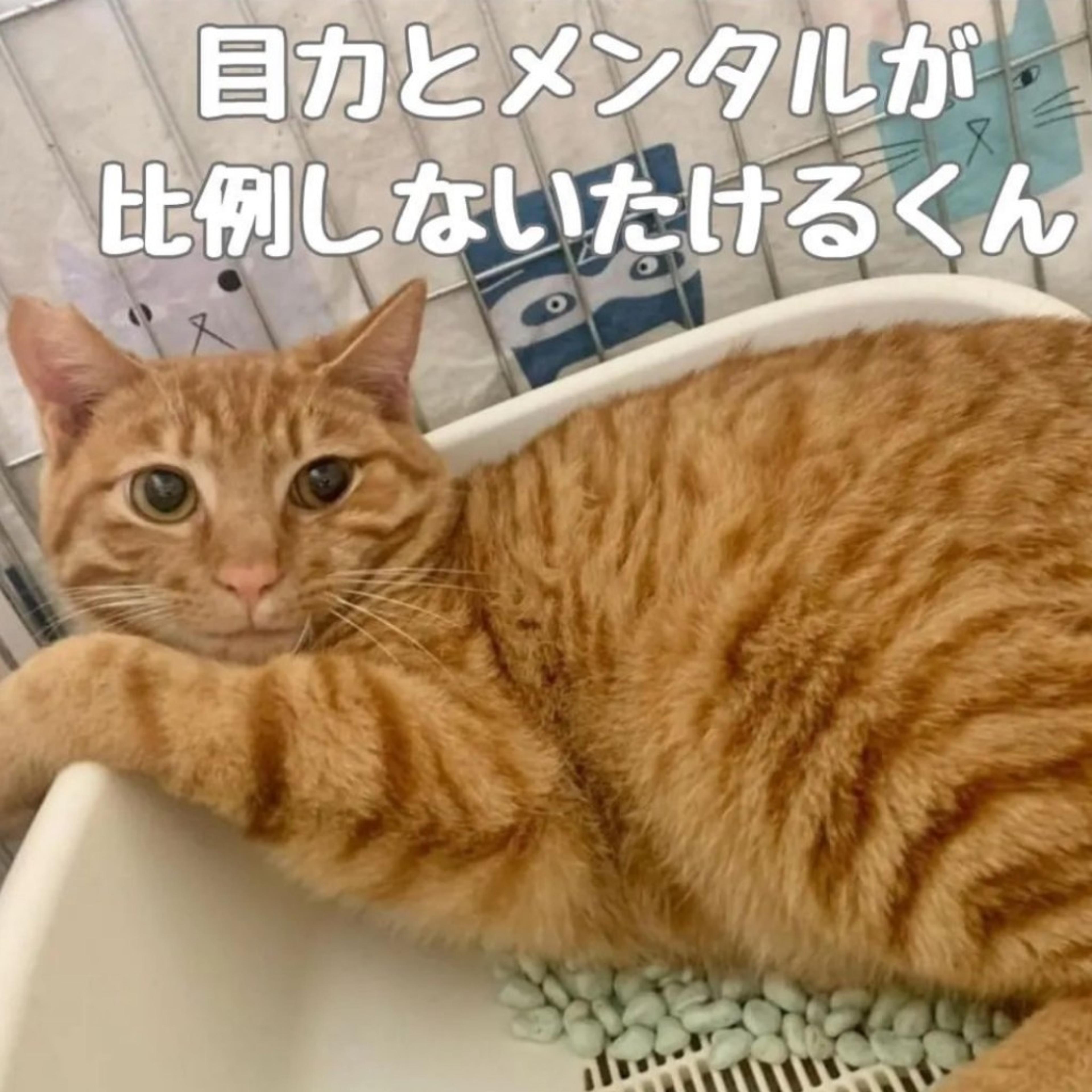 pet-image-3