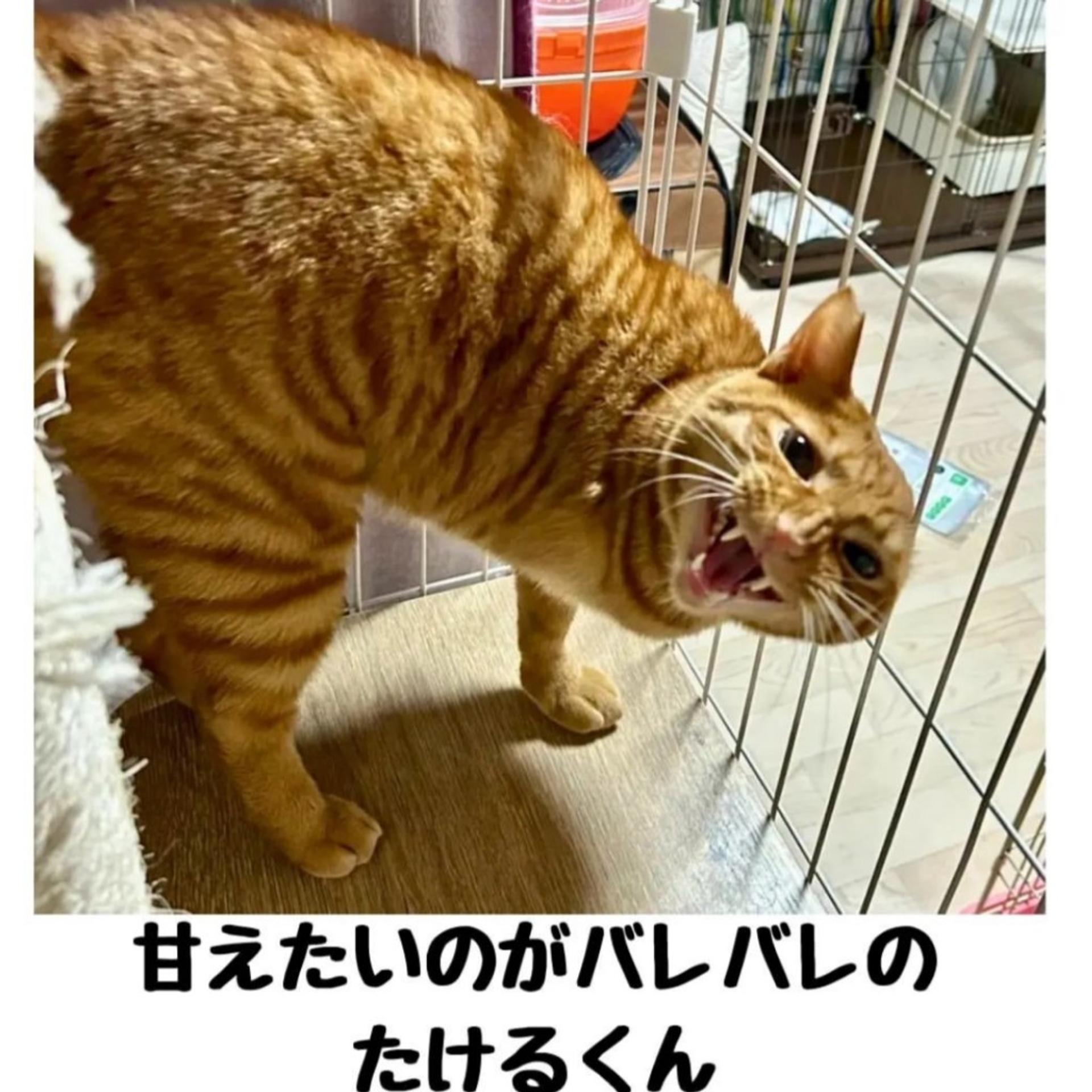 pet-image-4