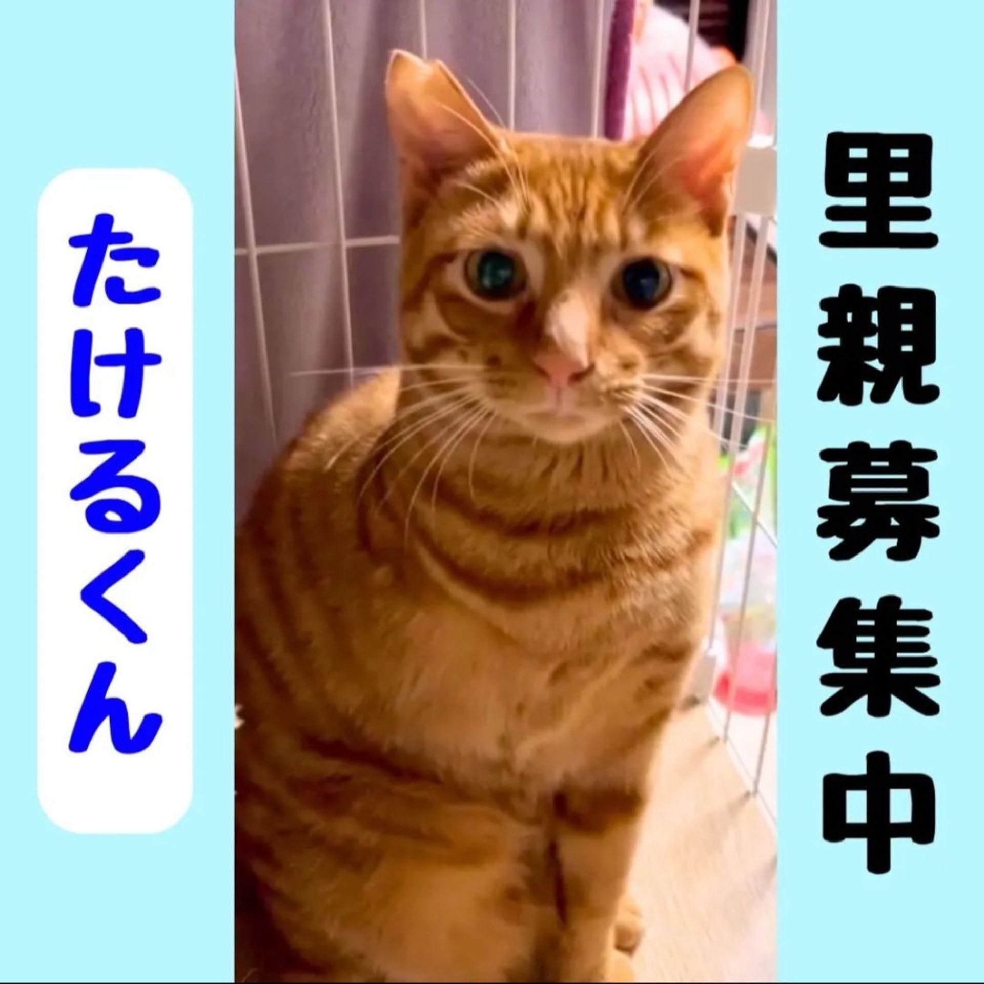 日本猫・オスの里親募集の写真