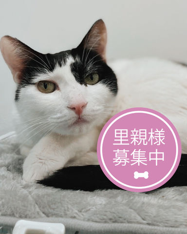 ボク