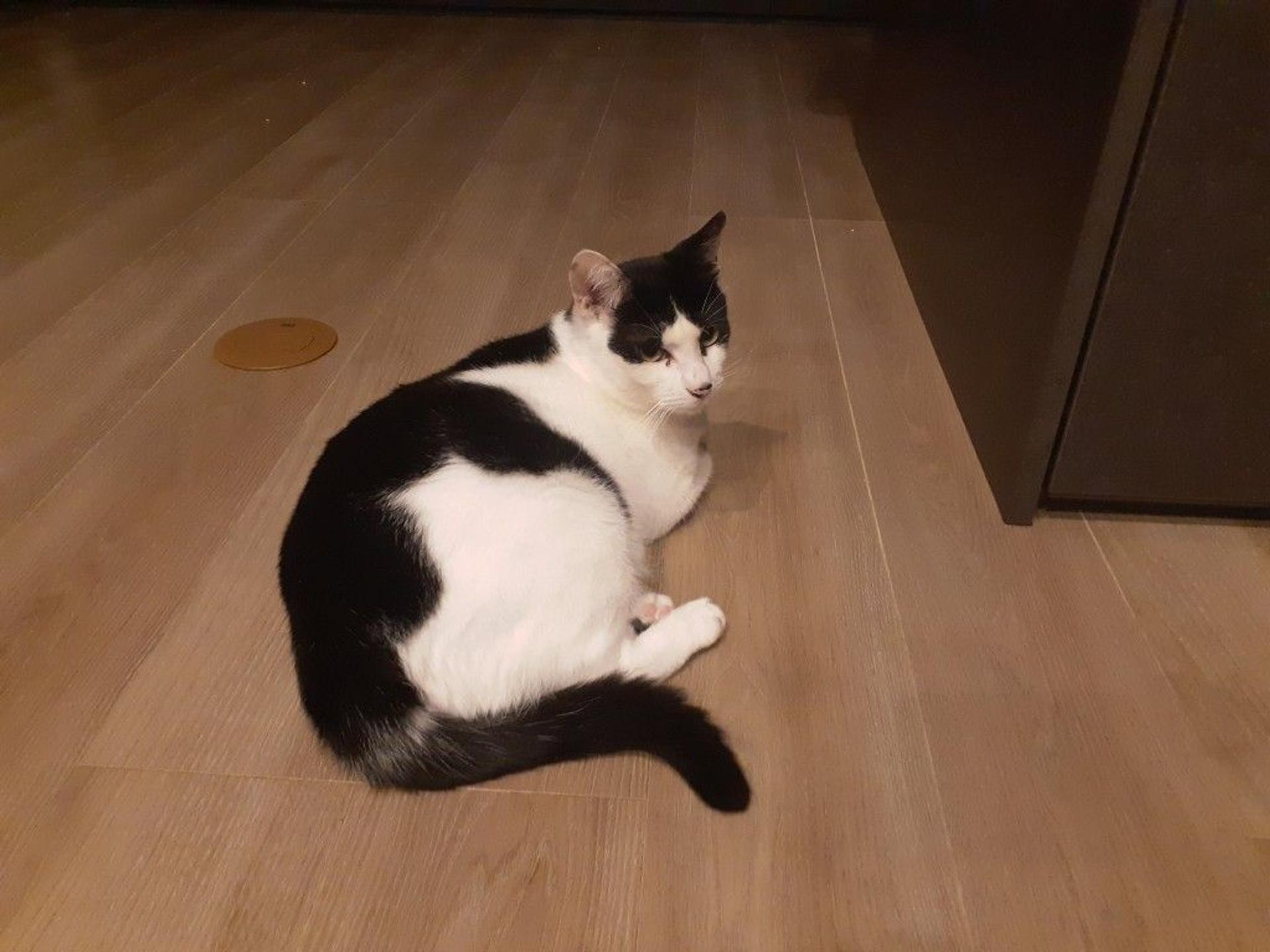 pet-image-2