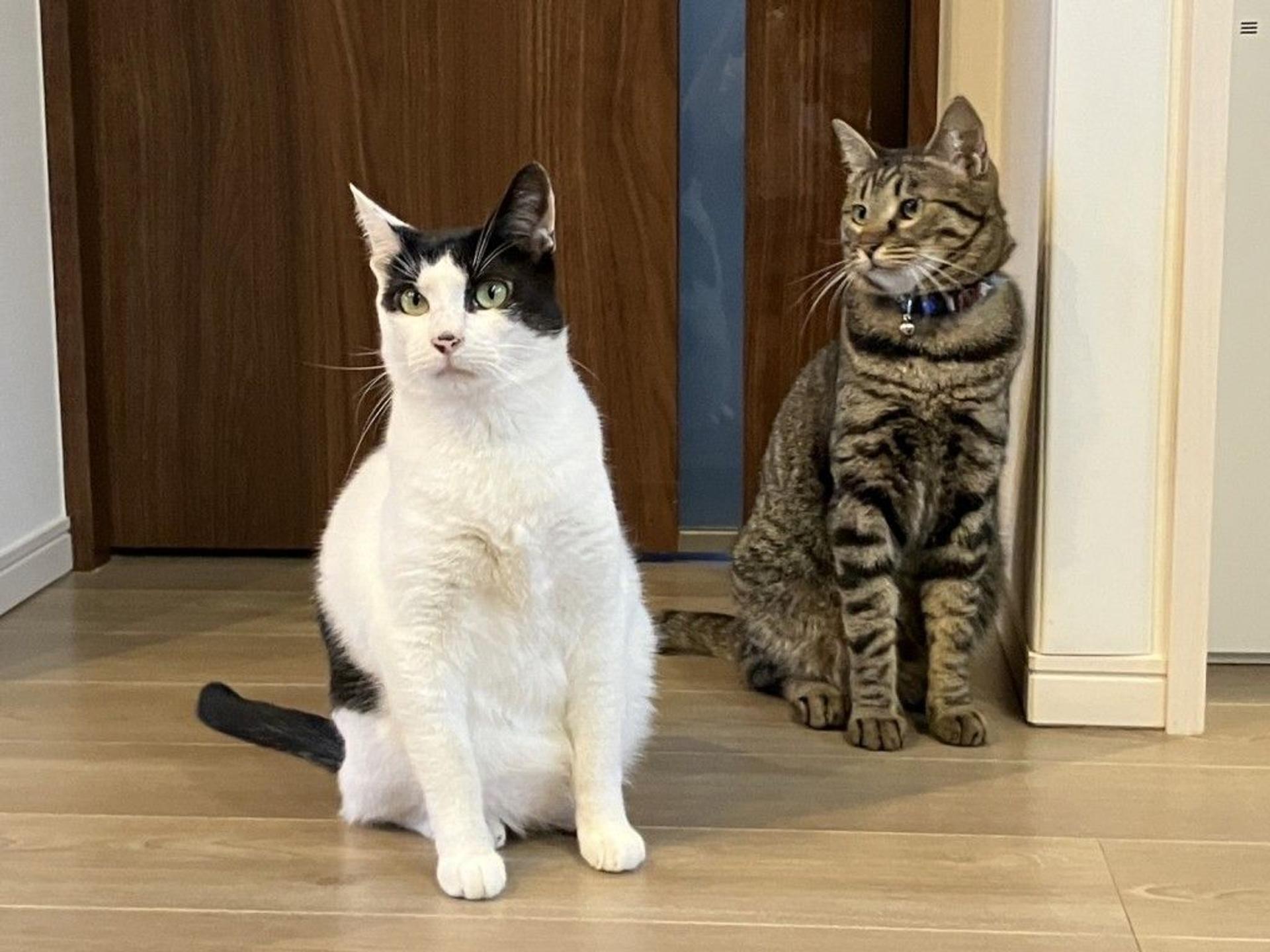 pet-image-7