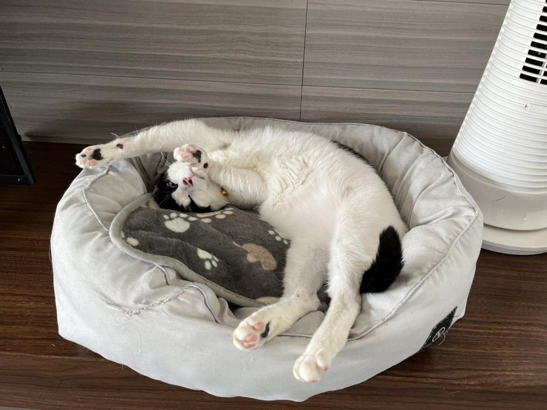 pet-image-6