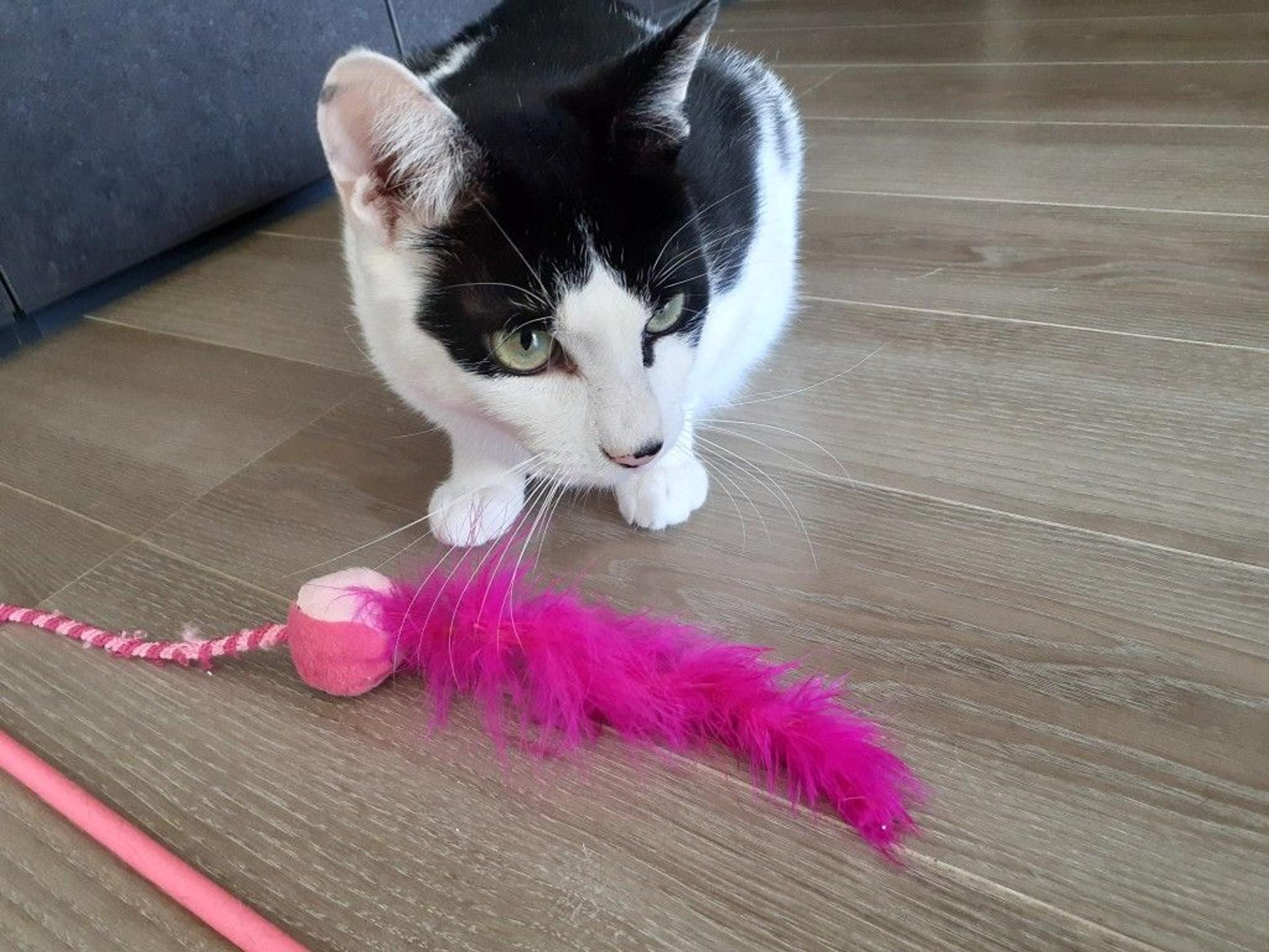 pet-image-5