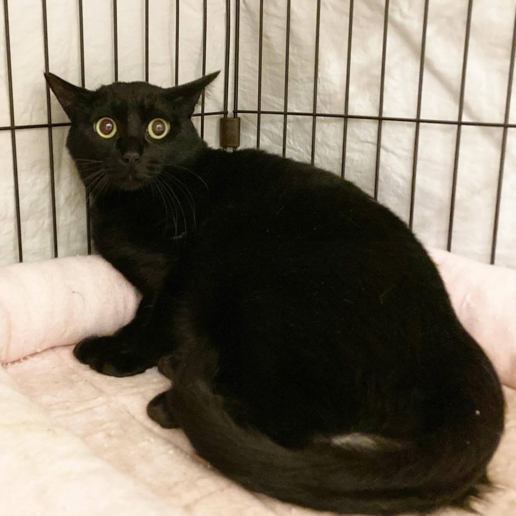ナイト】大きな黒猫の男の子 | 雑種（ミックス猫） | ネコリパブリック