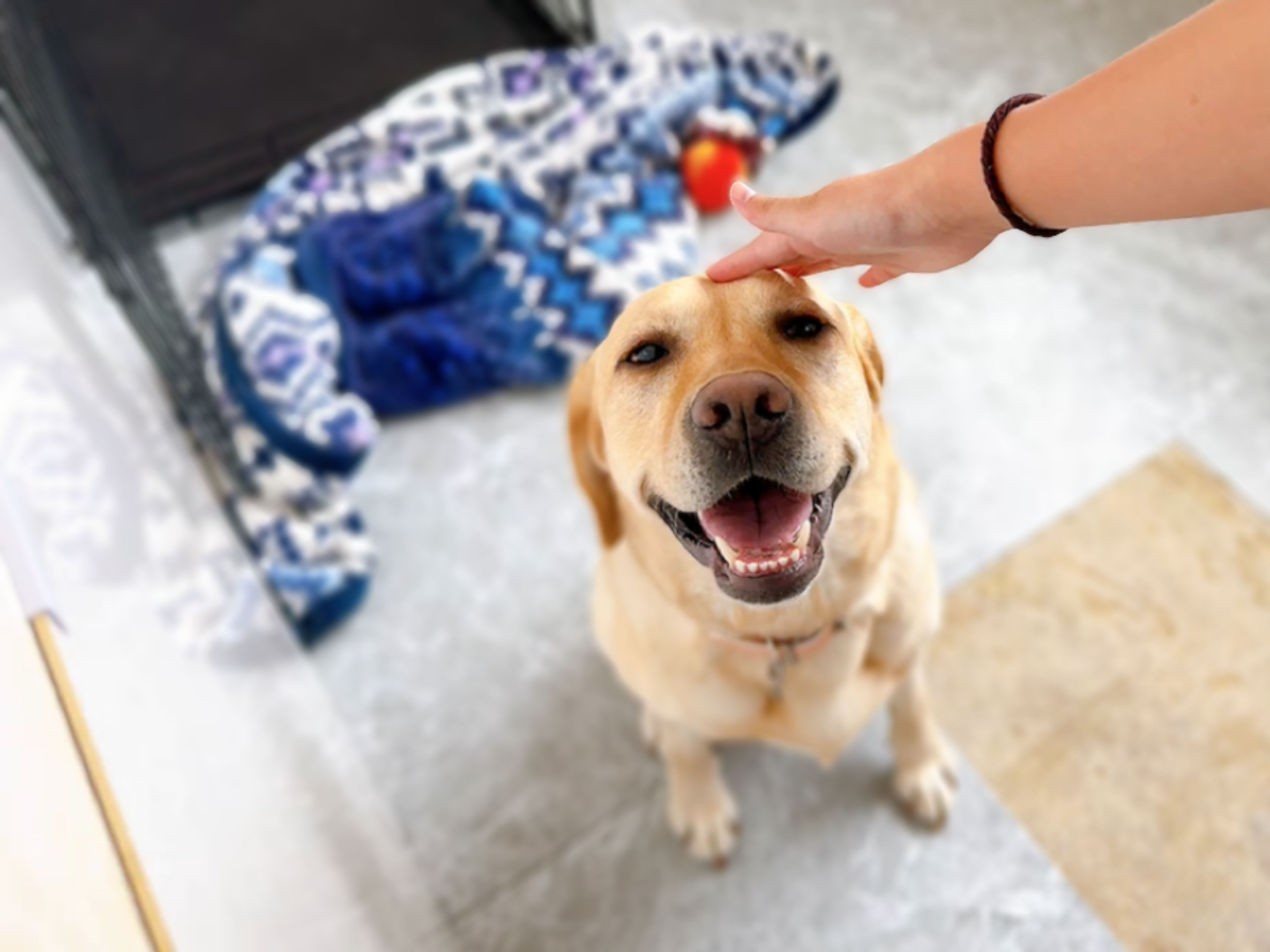 pet-image-4