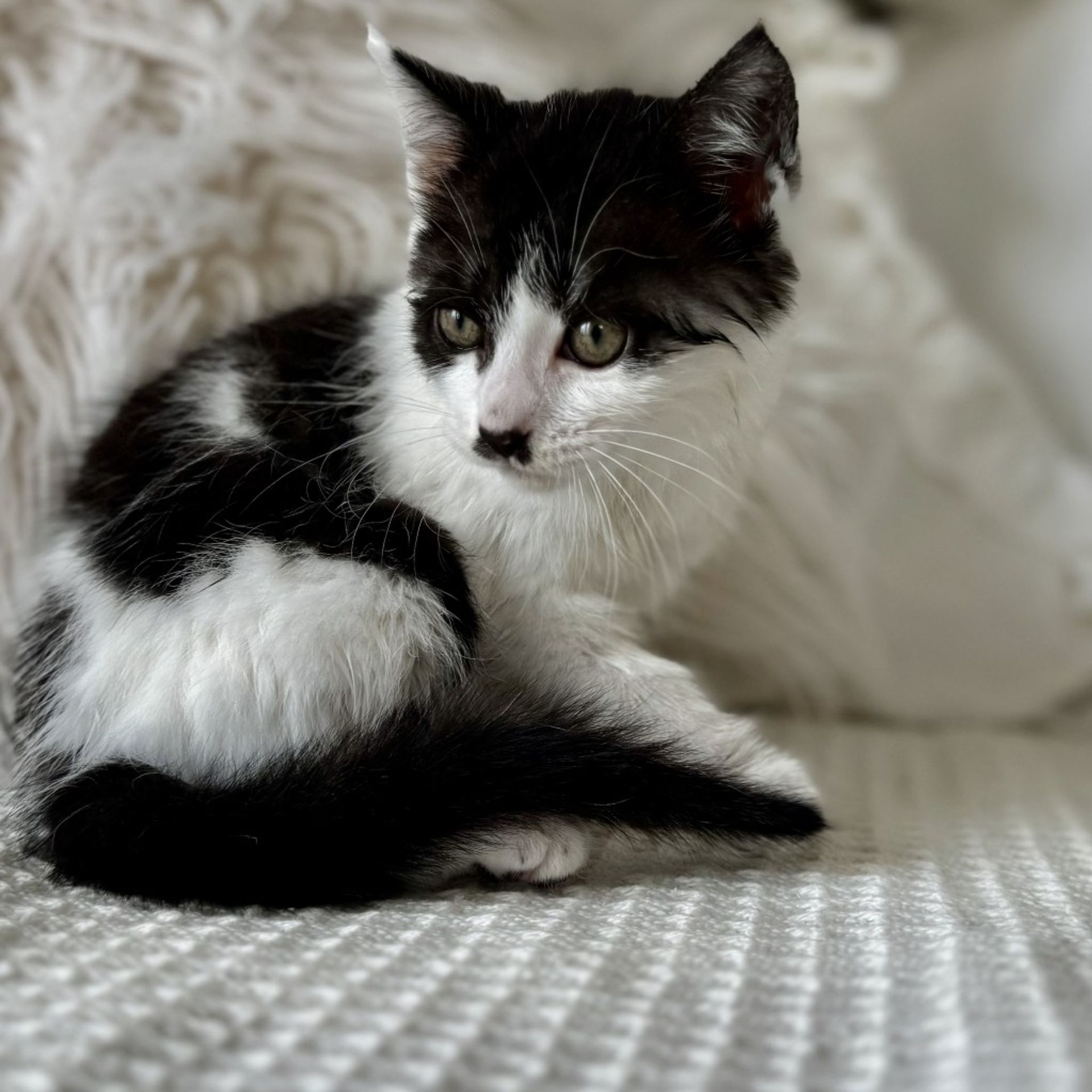 雑種（ミックス猫）・オスの里親募集の写真