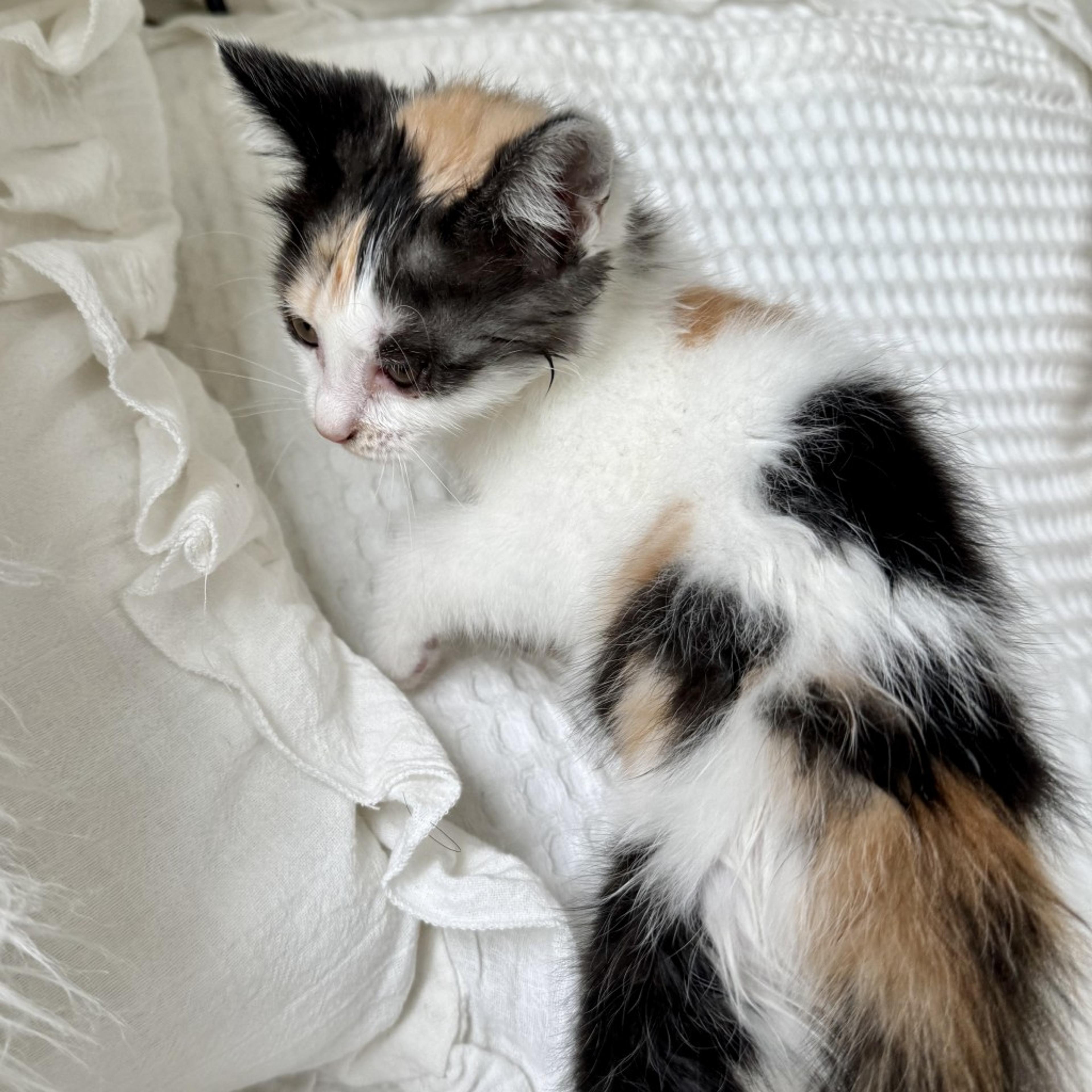 pet-image-3