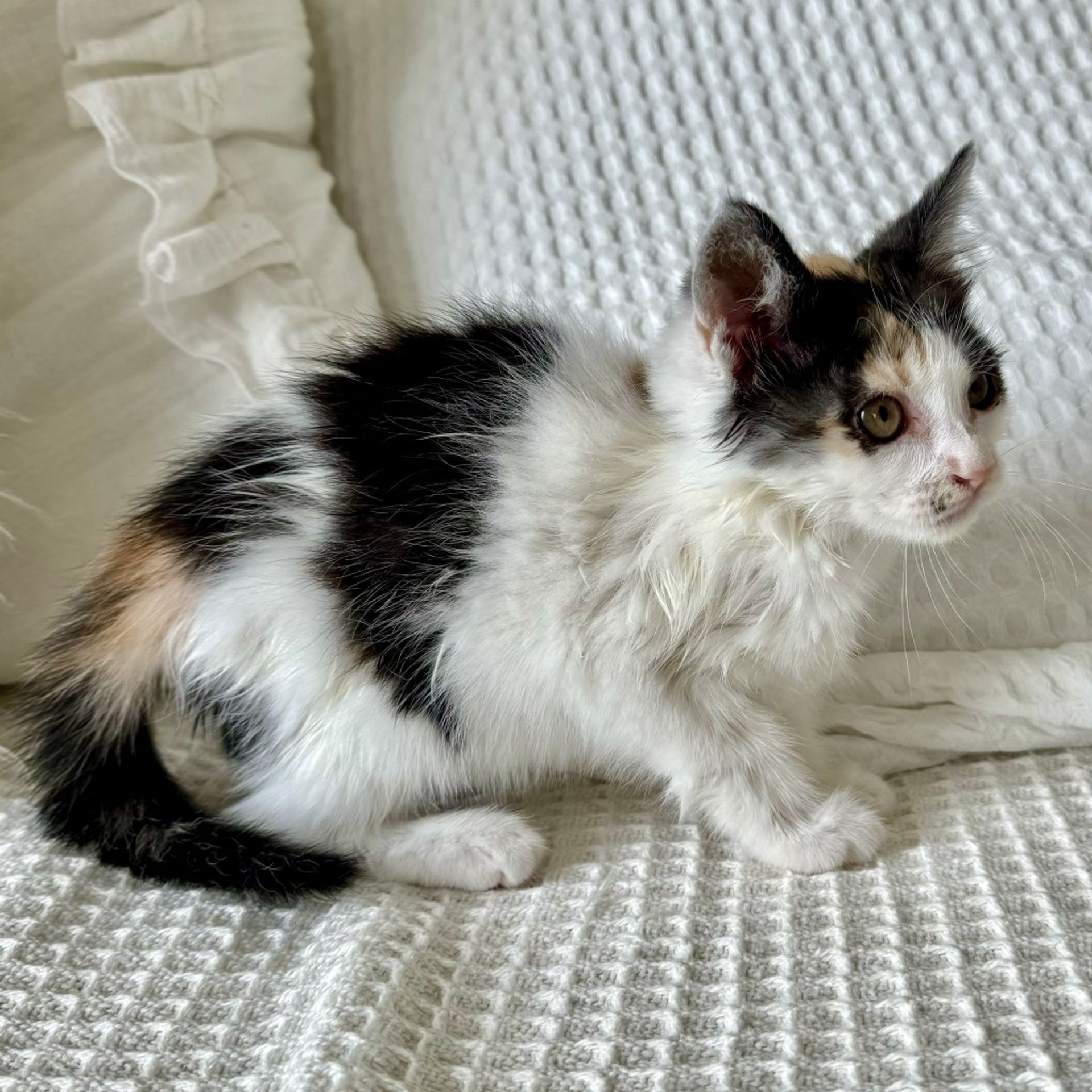 雑種（ミックス猫）・メスの里親募集の写真