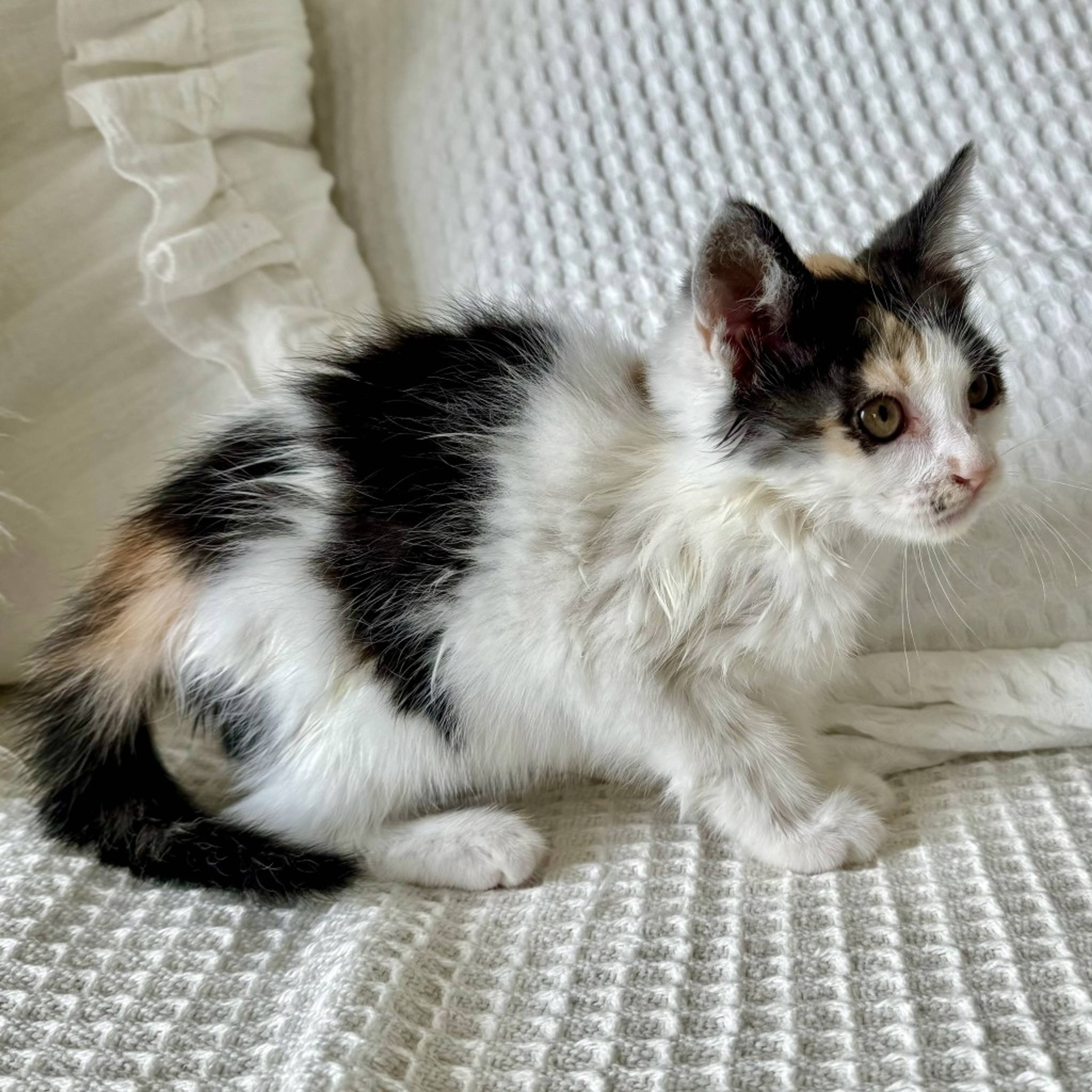 雑種（ミックス猫）・メスの里親募集の写真