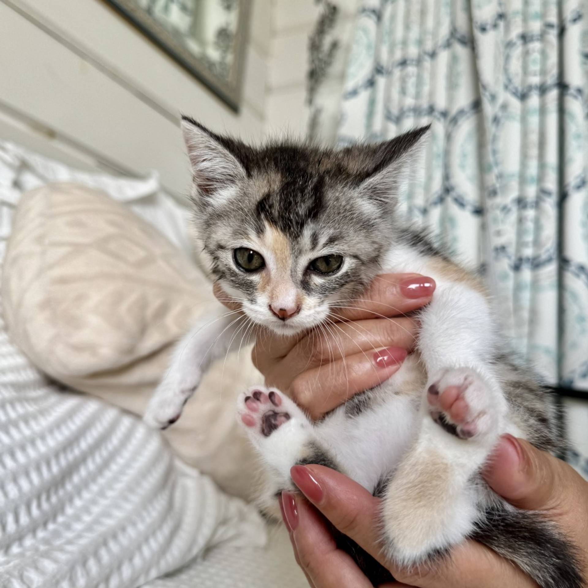 雑種（ミックス猫）・メスの里親募集の写真