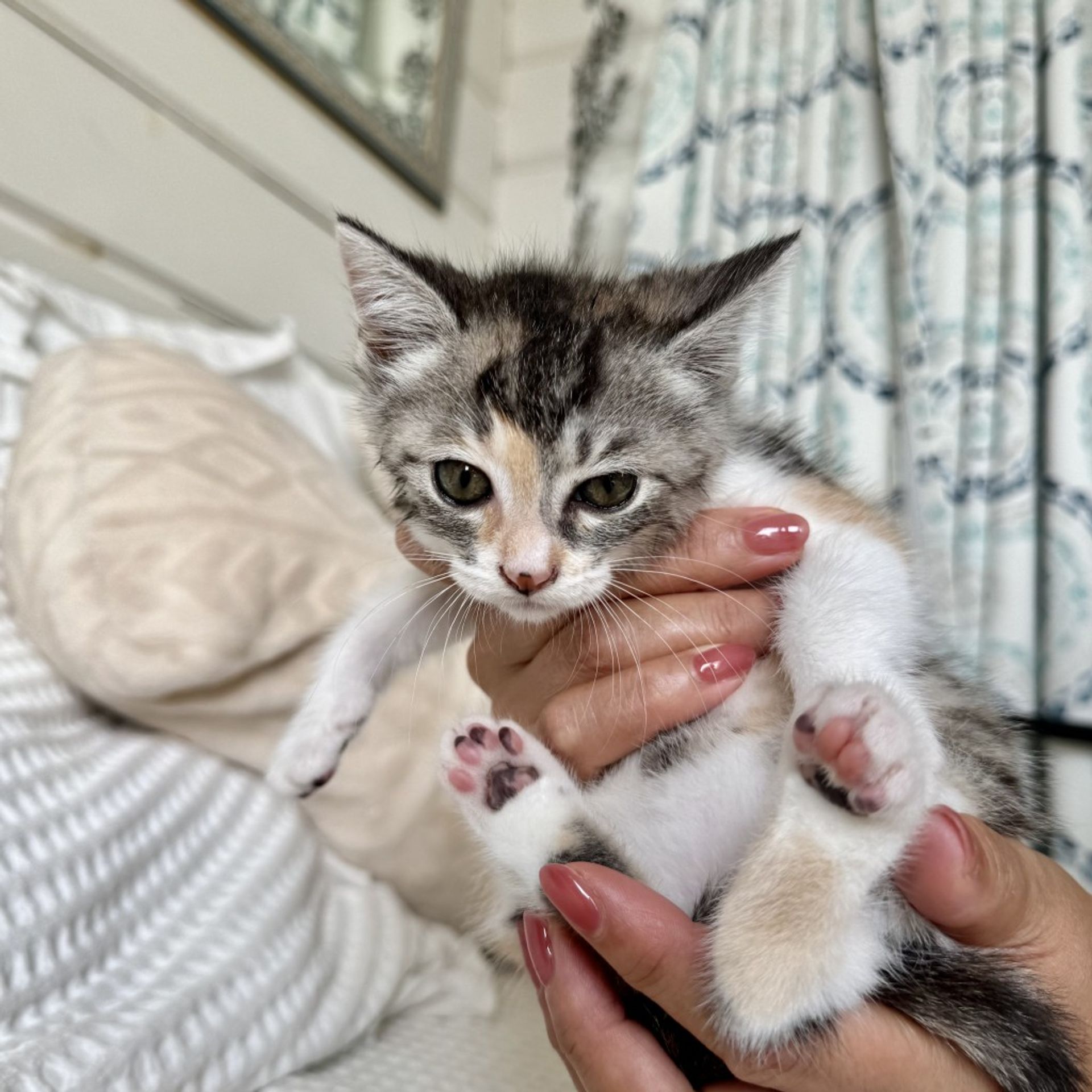 雑種（ミックス猫）・メスの里親募集の写真