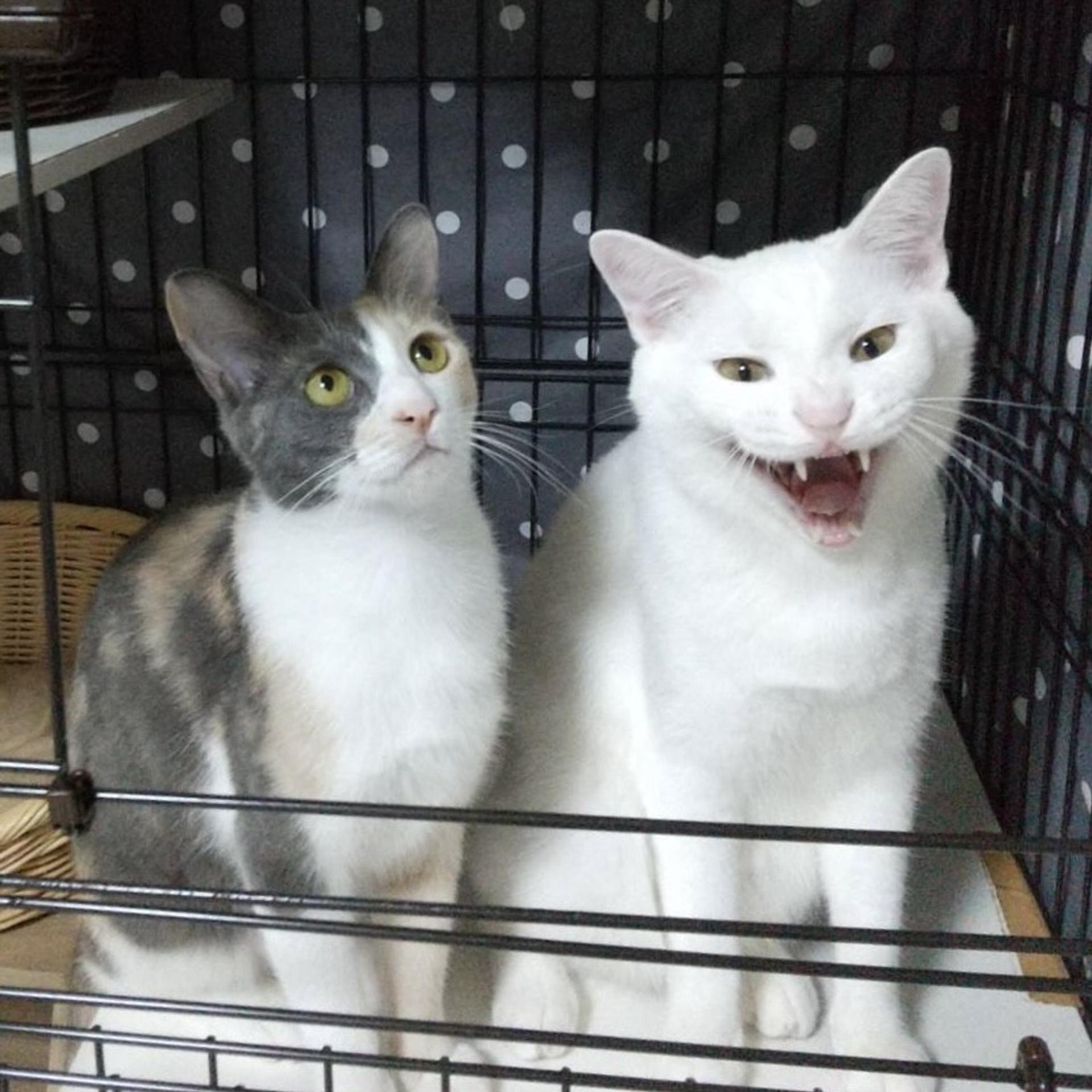 pet-image-5