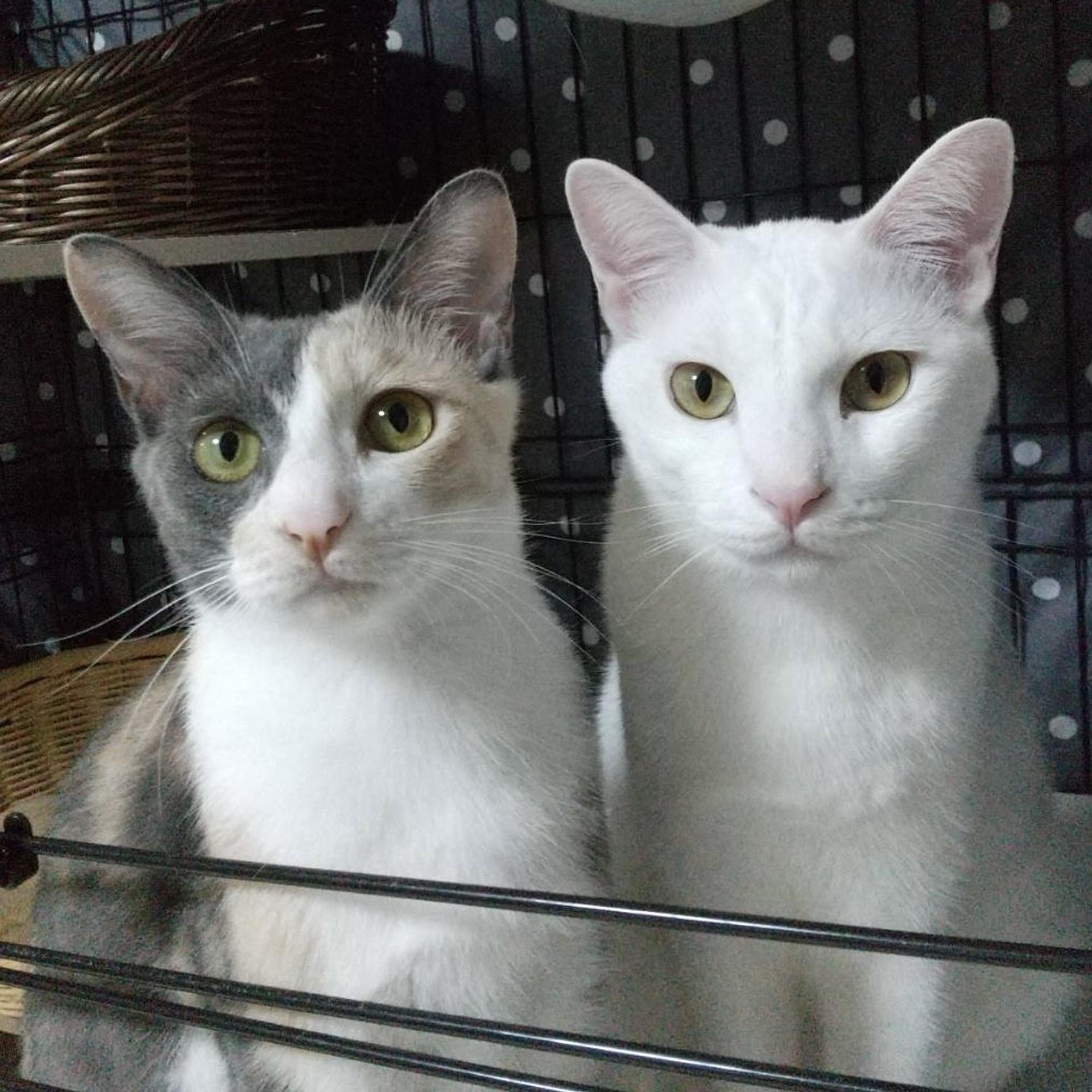 pet-image-6