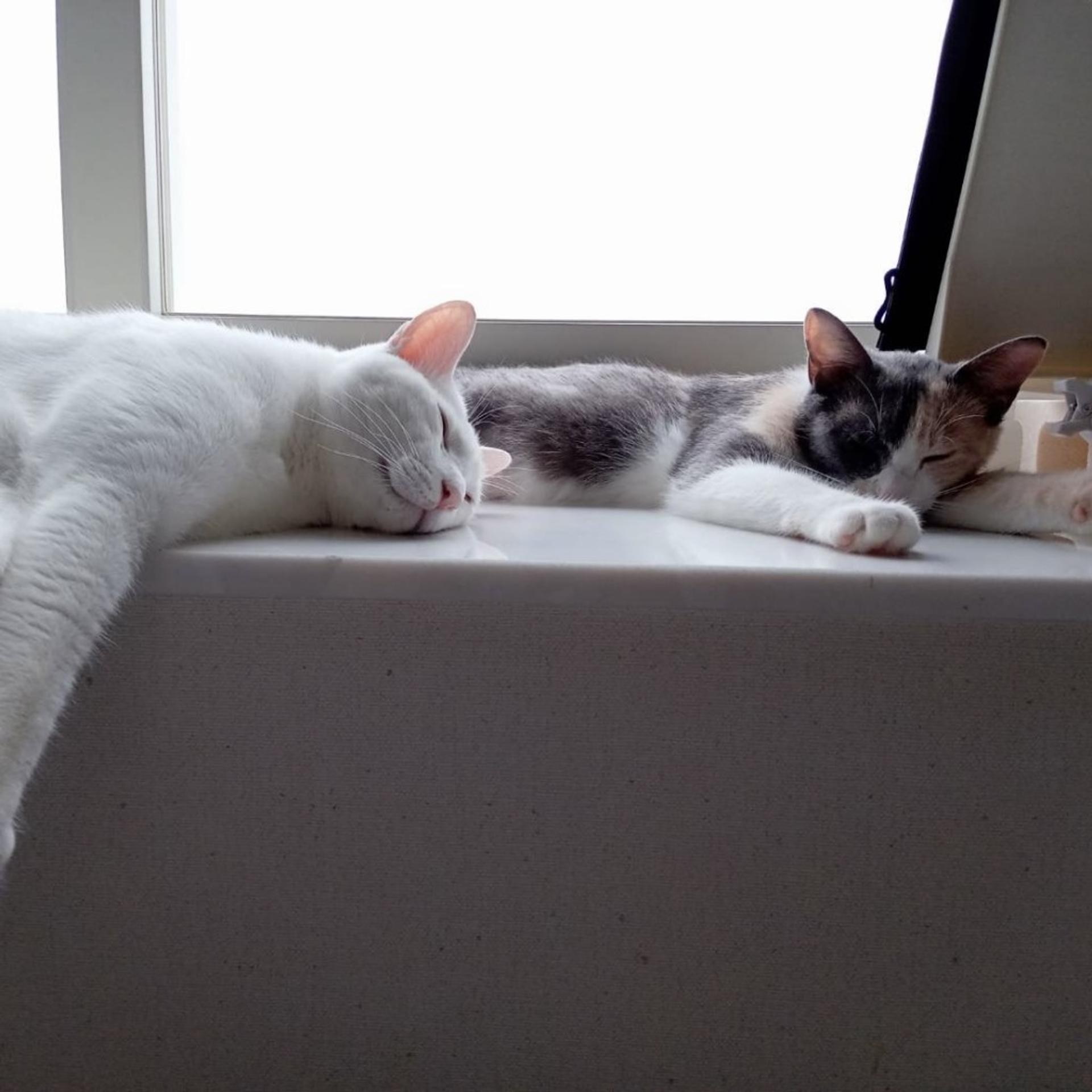 pet-image-7
