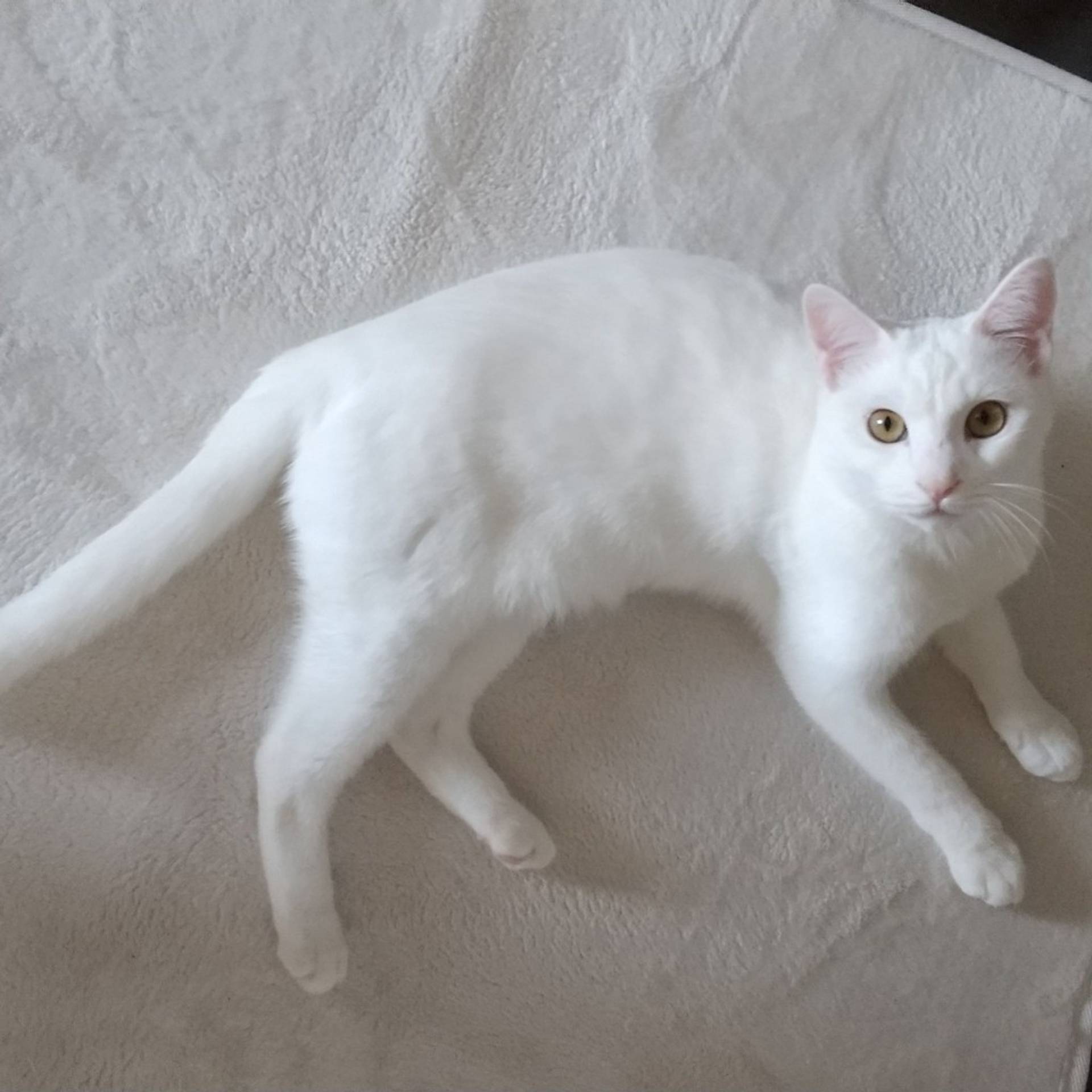 雑種（ミックス猫）・オスの里親募集の写真