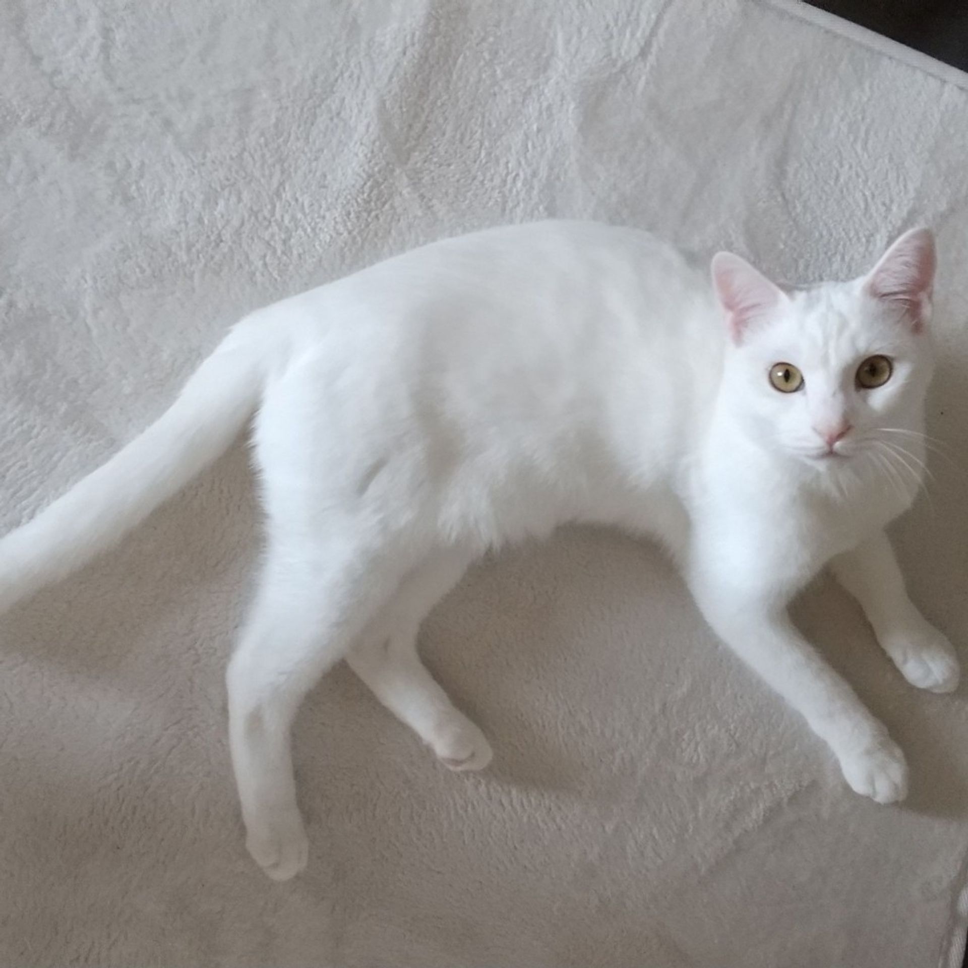 雑種（ミックス猫）・オスの里親募集の写真
