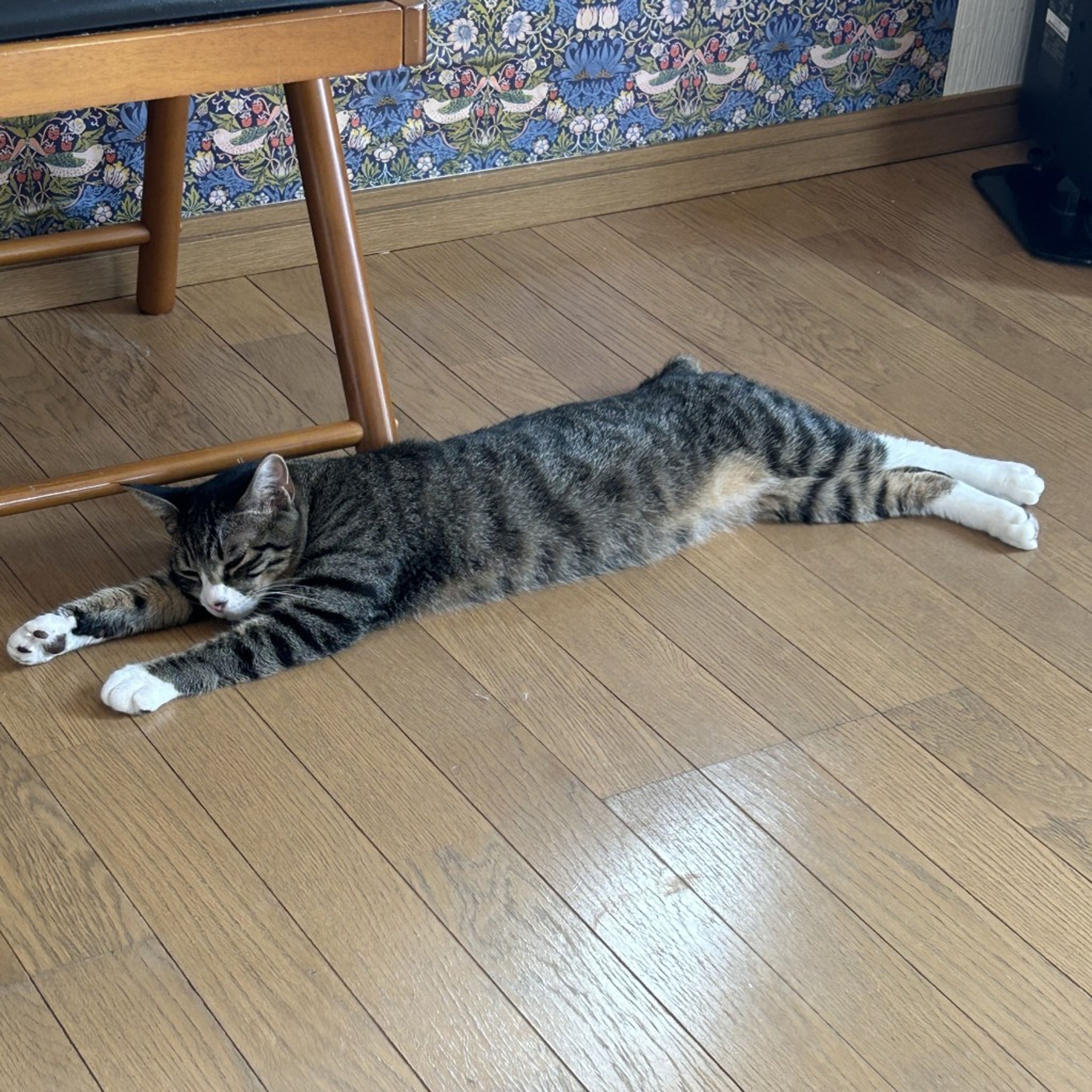 pet-image-4