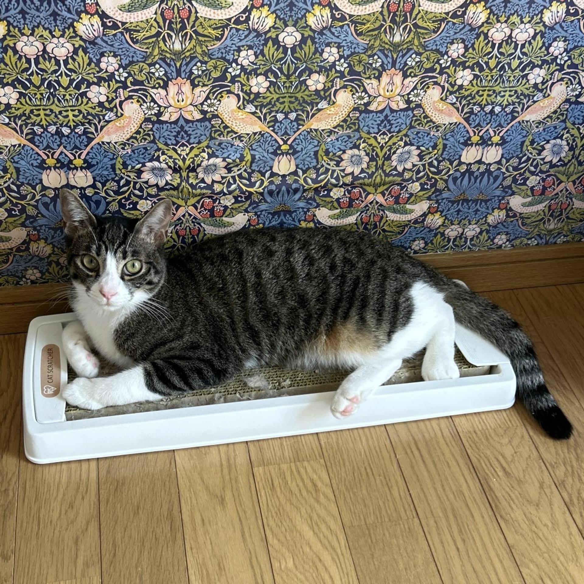 pet-image-7