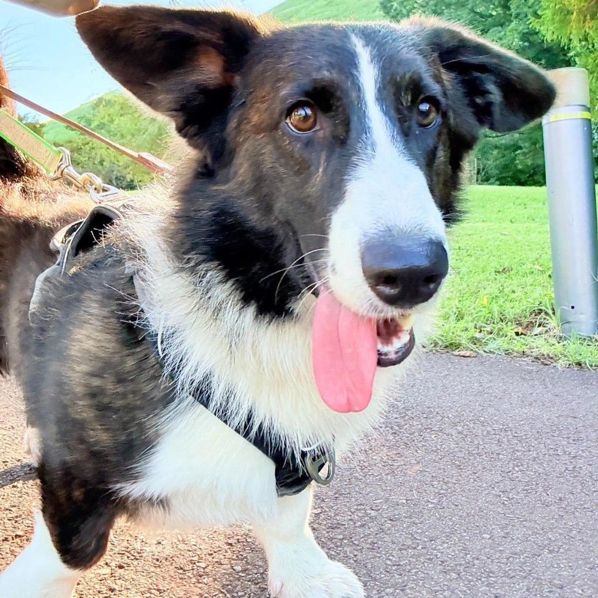 pet-image-2