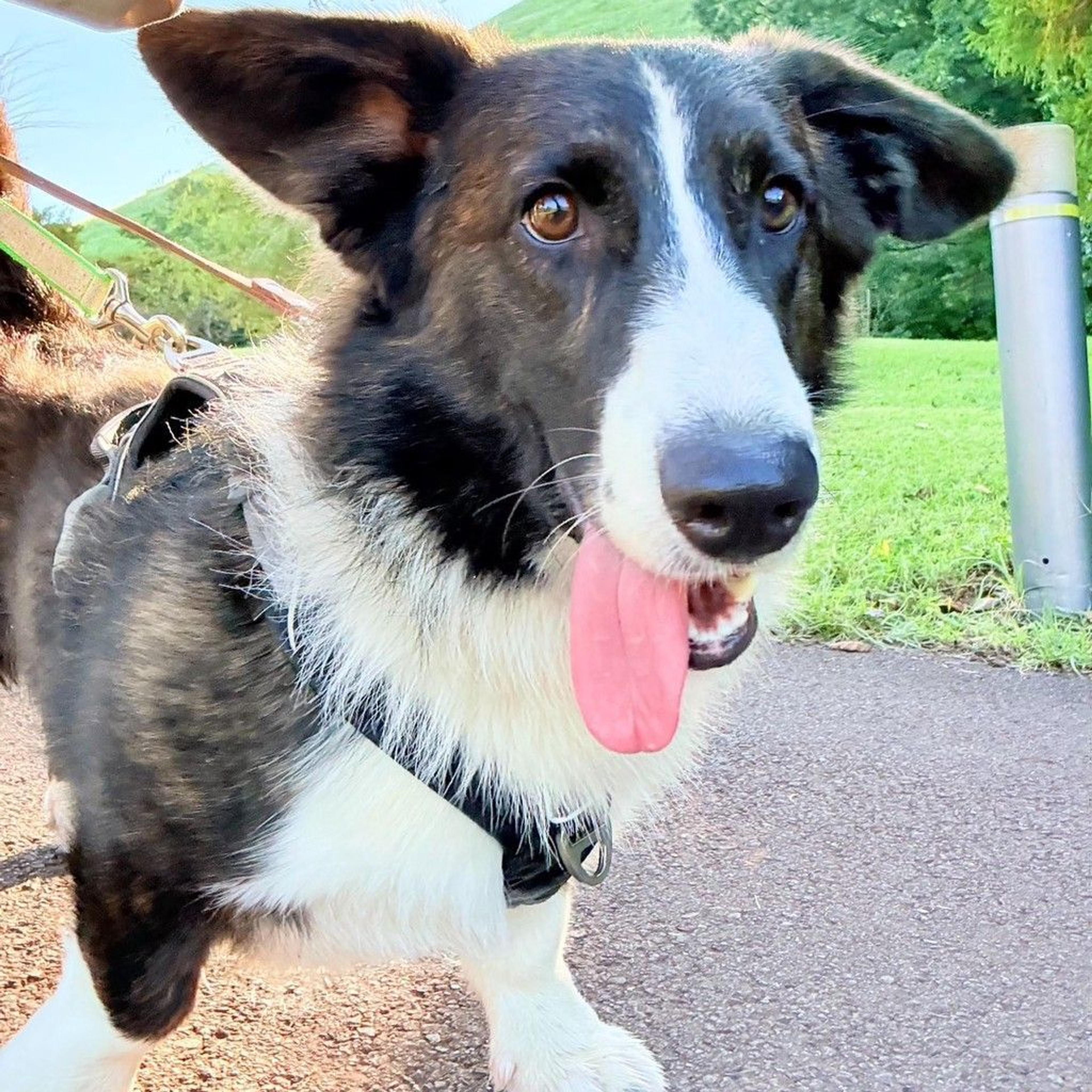 pet-image-2