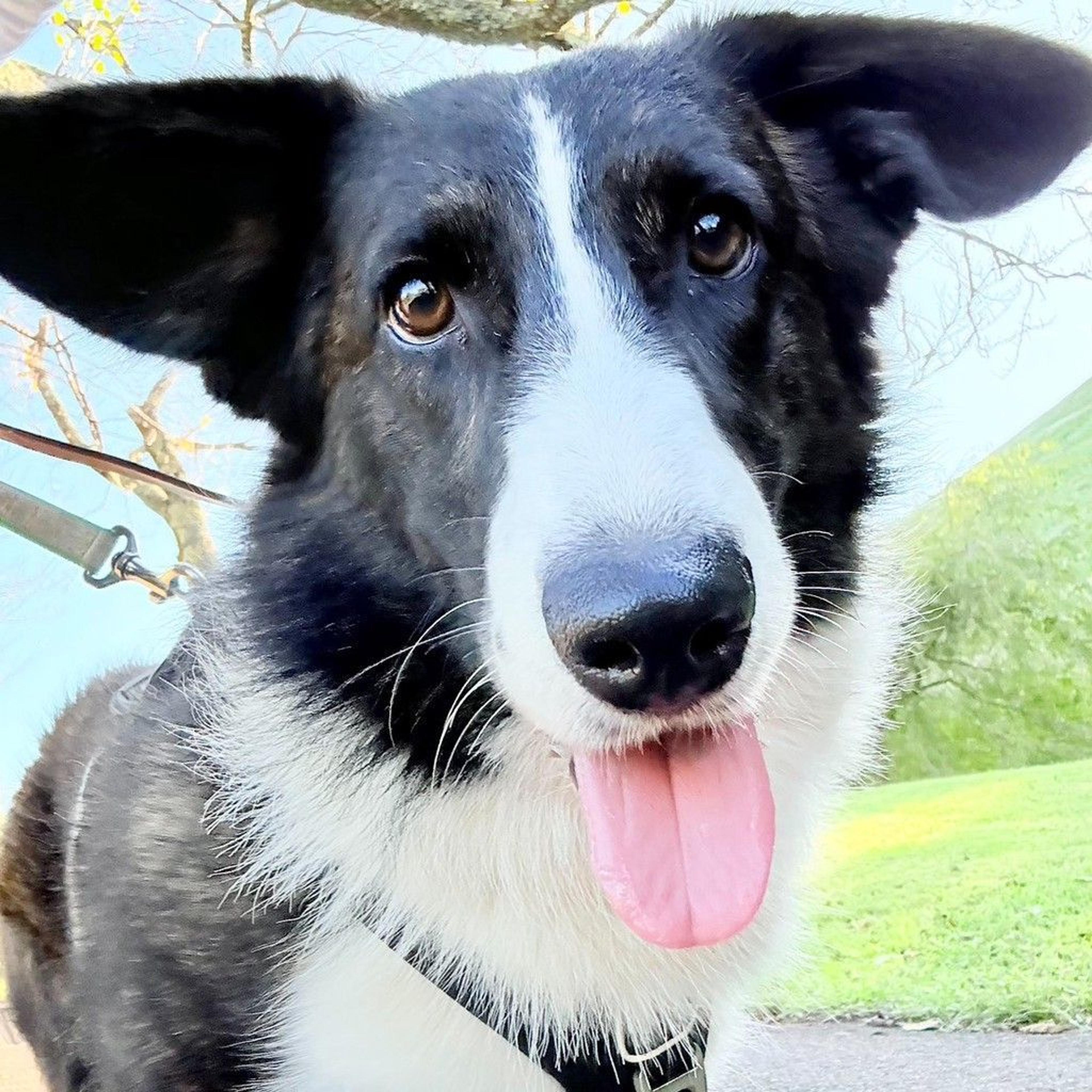 pet-image-3