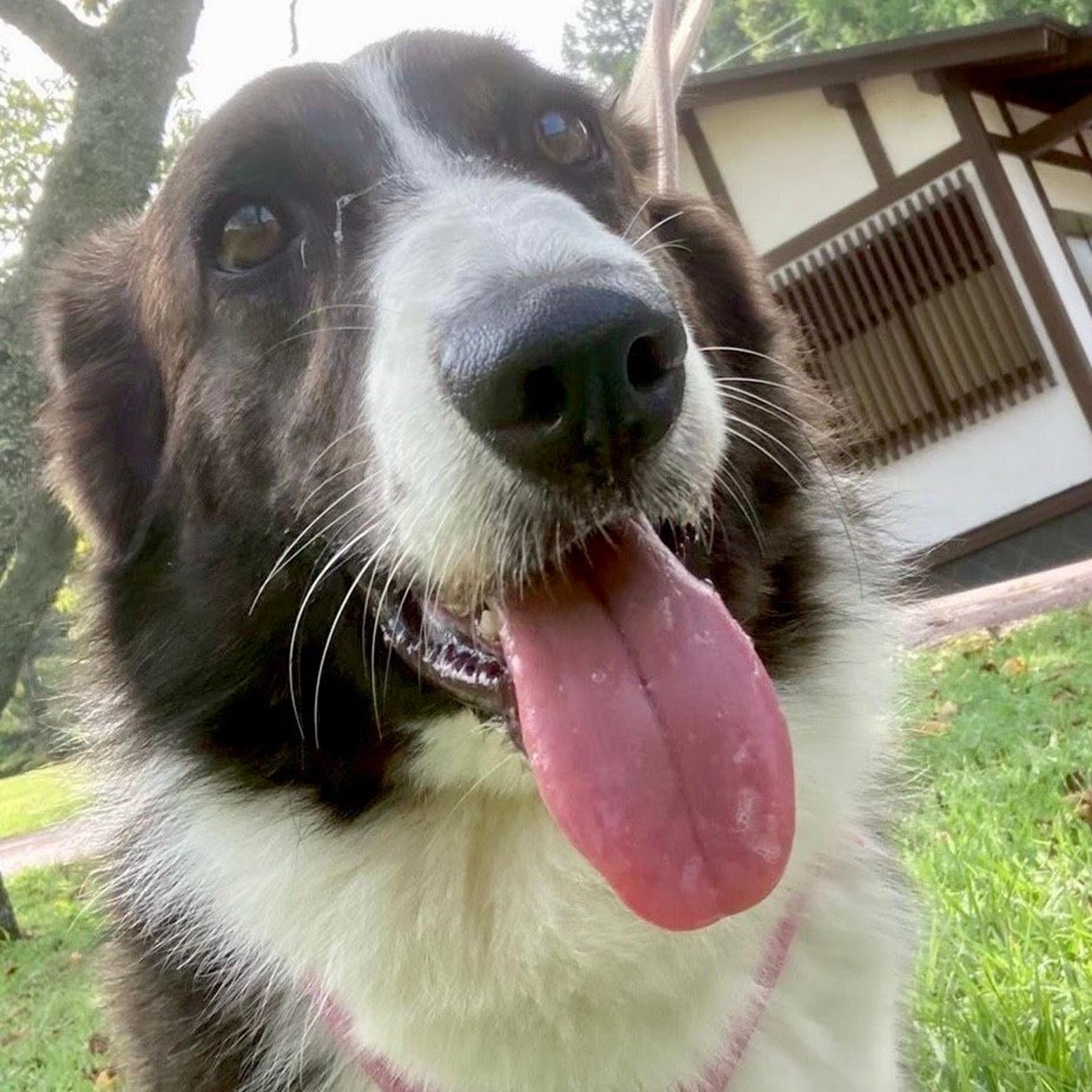 pet-image-4
