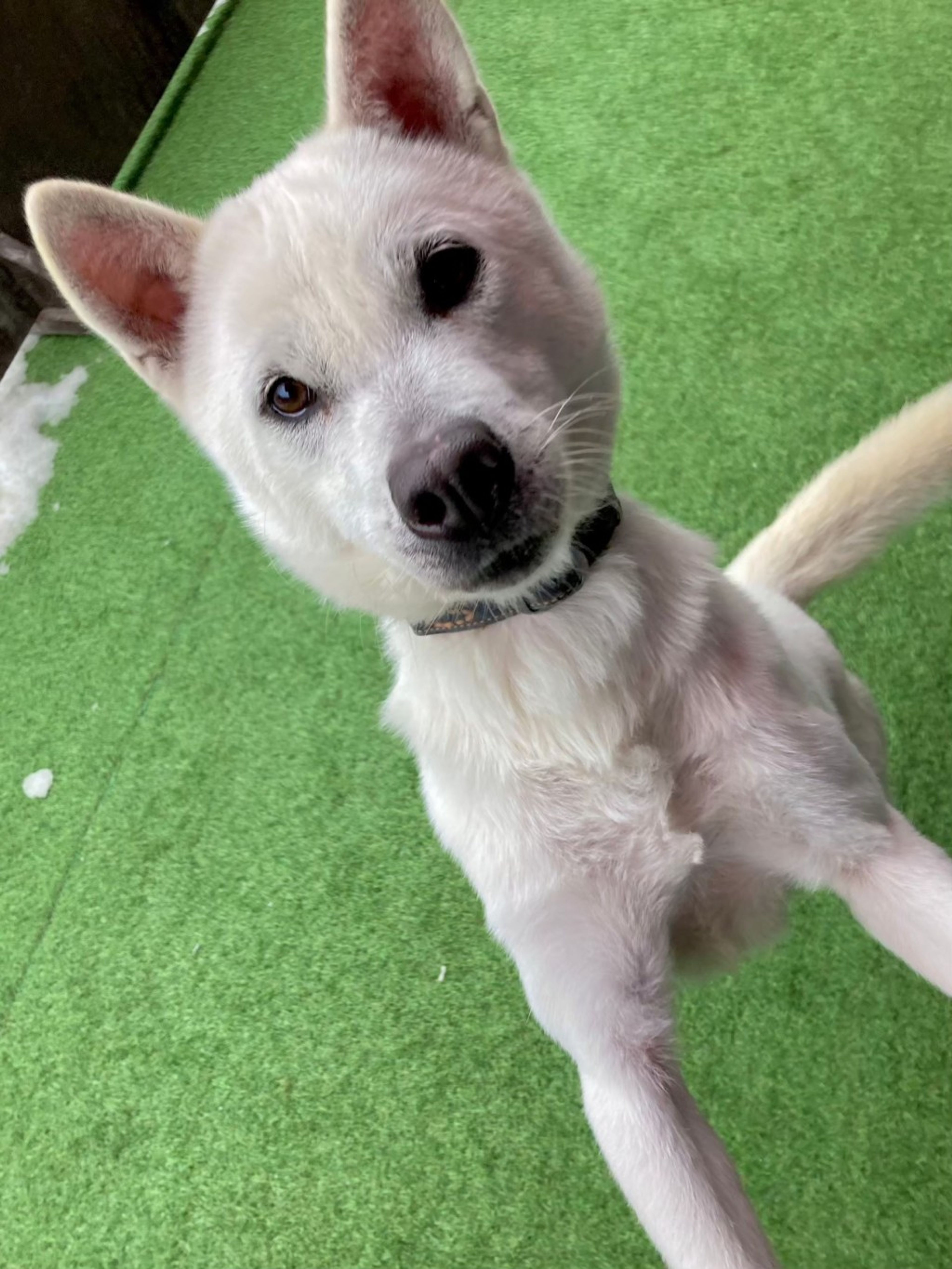 pet-image-4