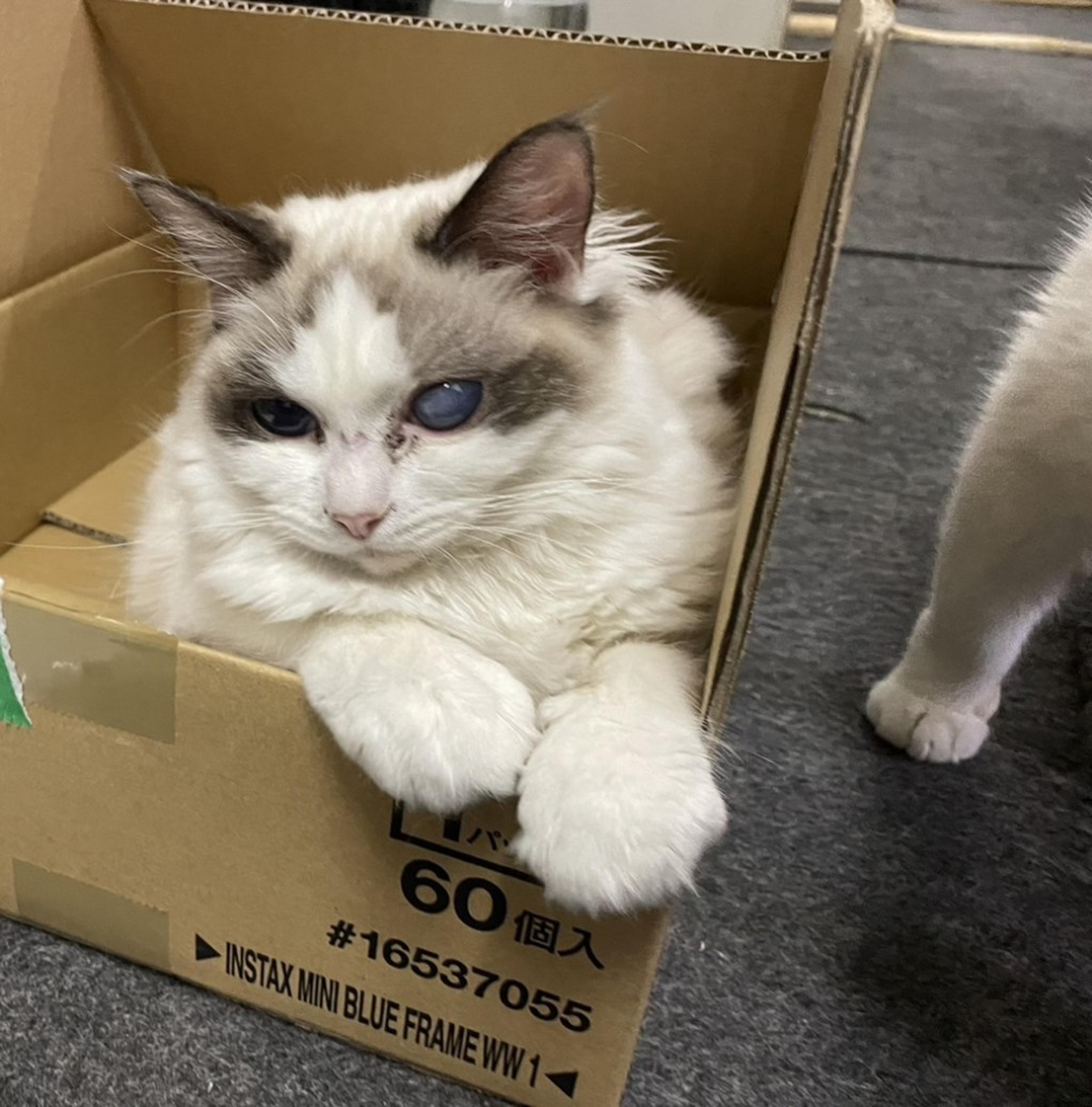 pet-image-3