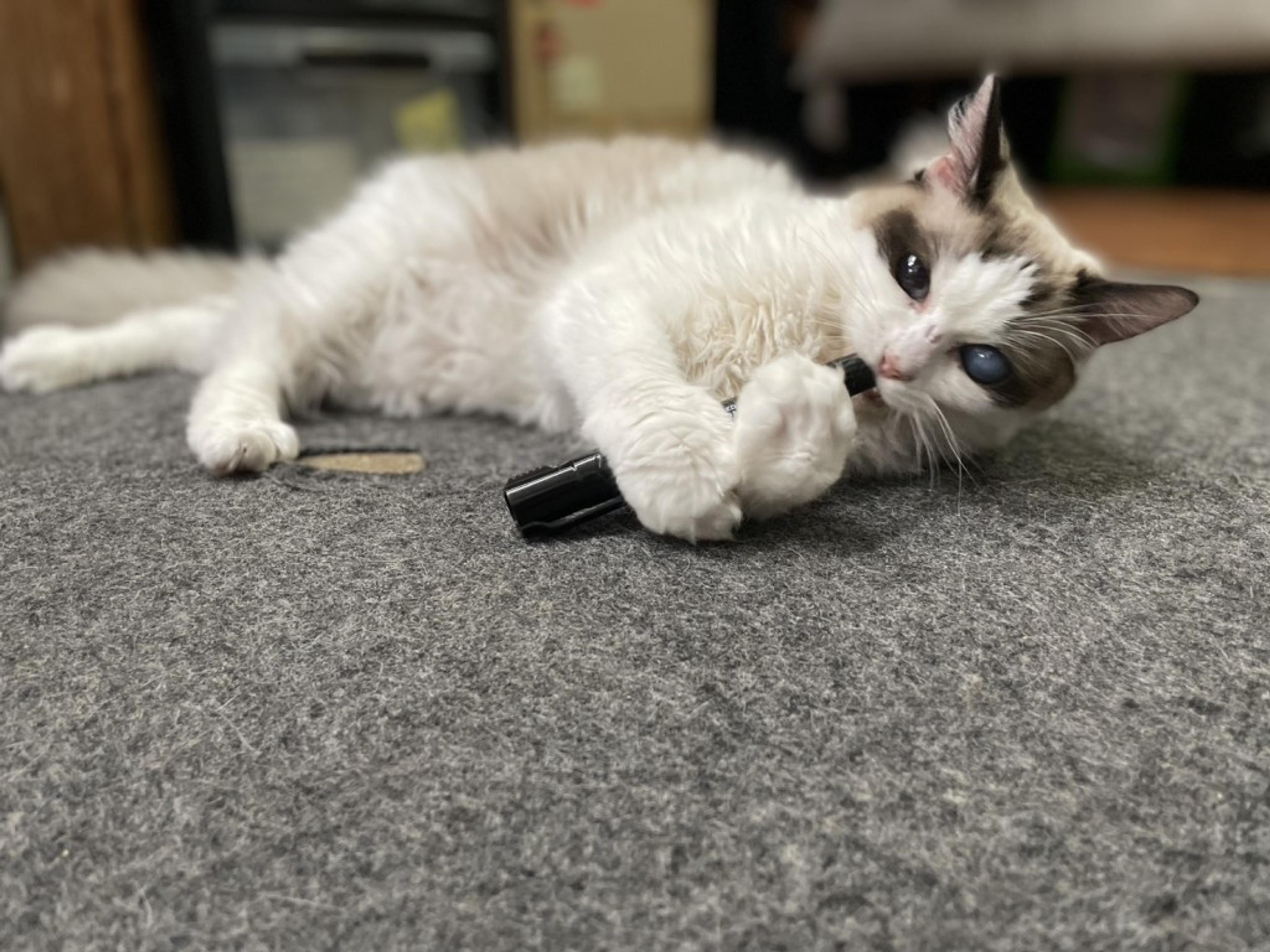 pet-image-7