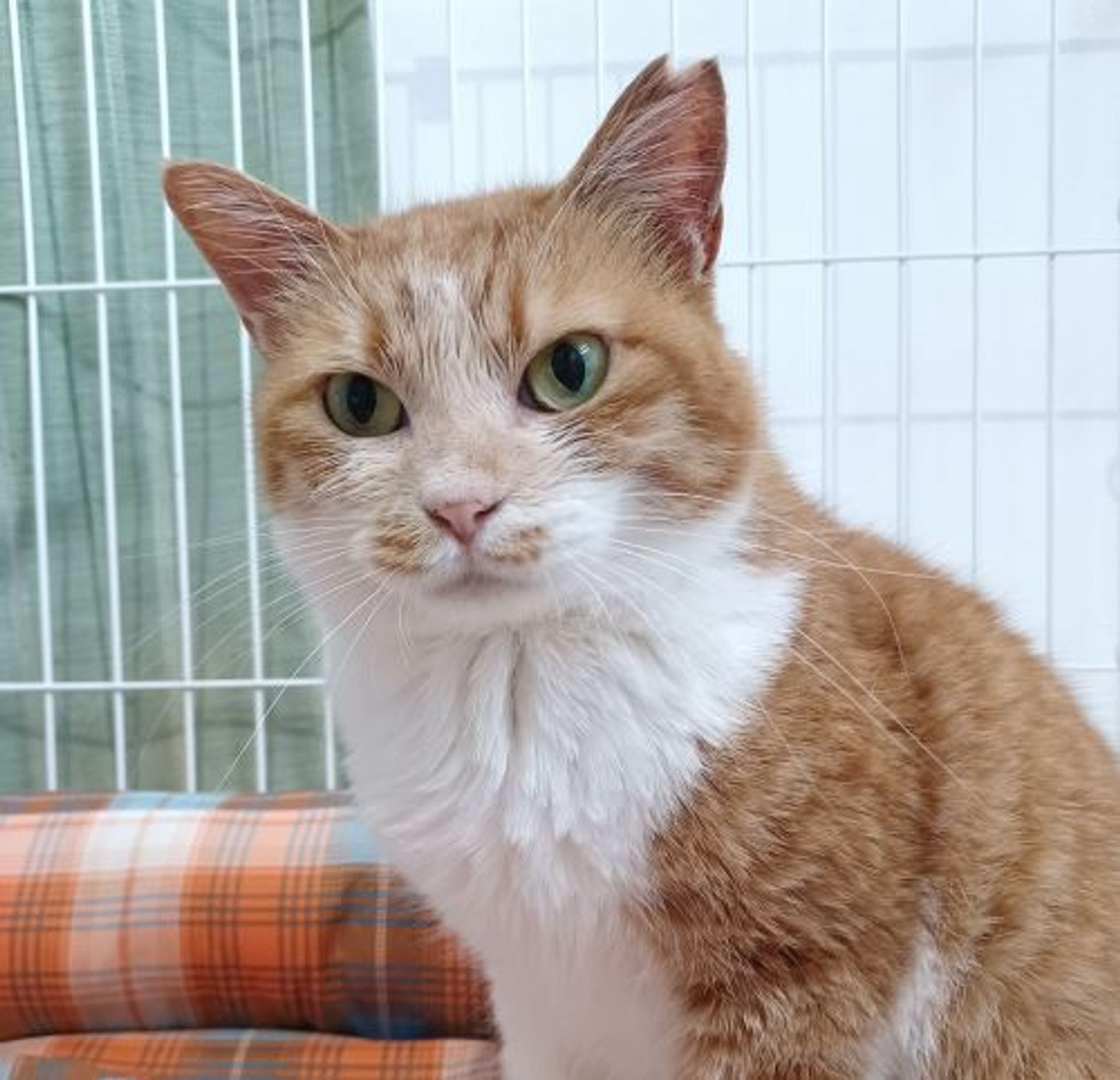 雑種（ミックス猫）・メスの里親募集の写真