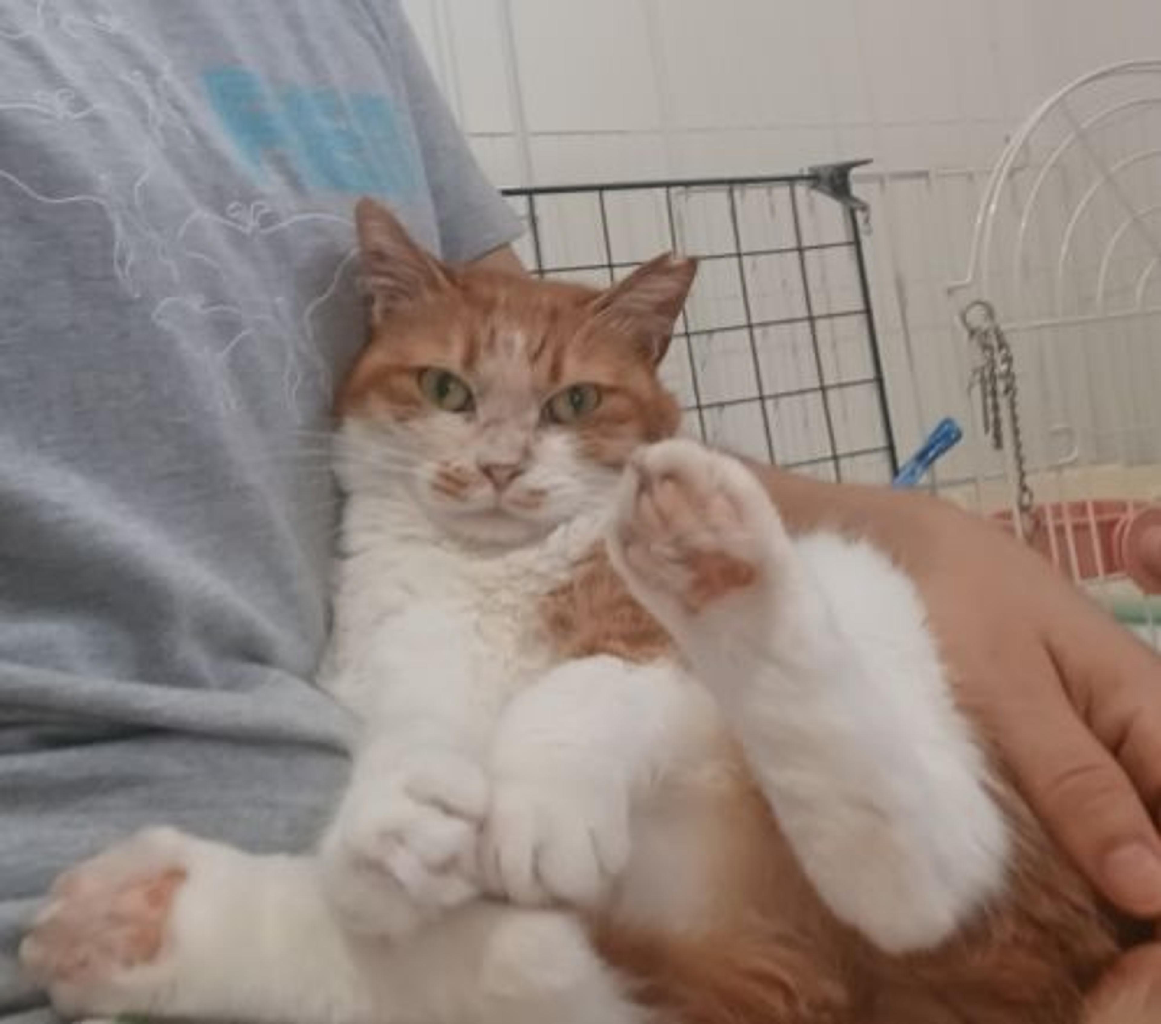 pet-image-3