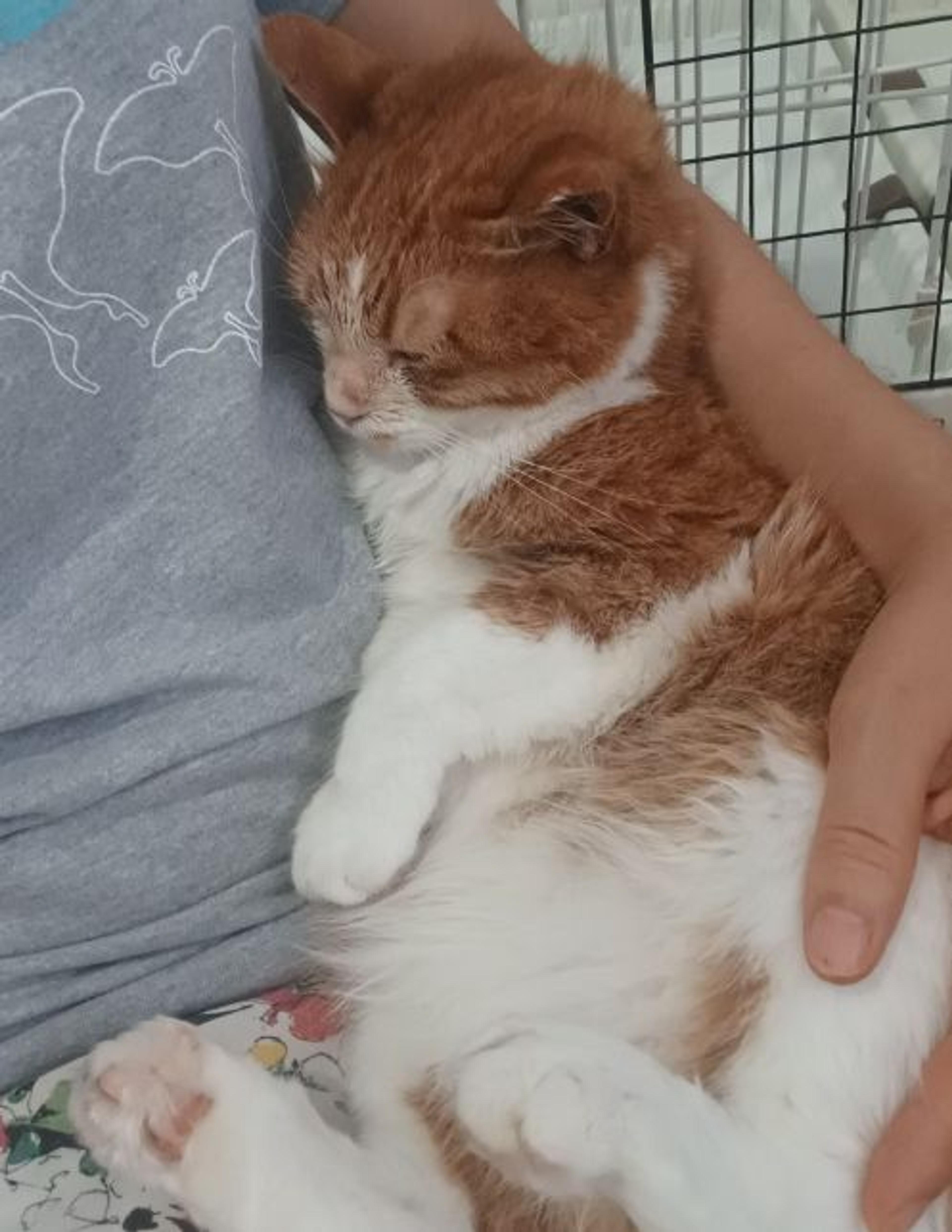 pet-image-5