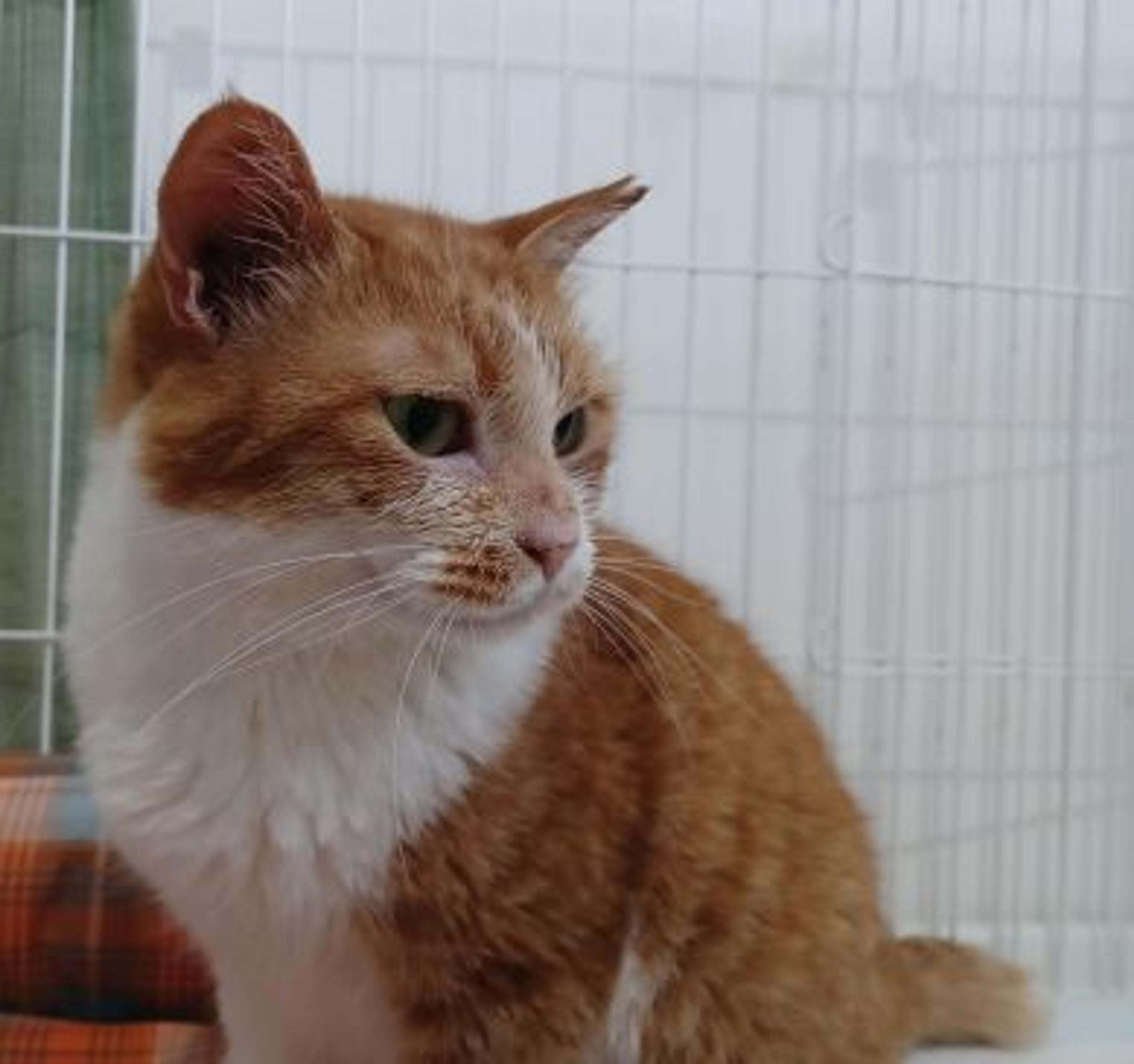 pet-image-6