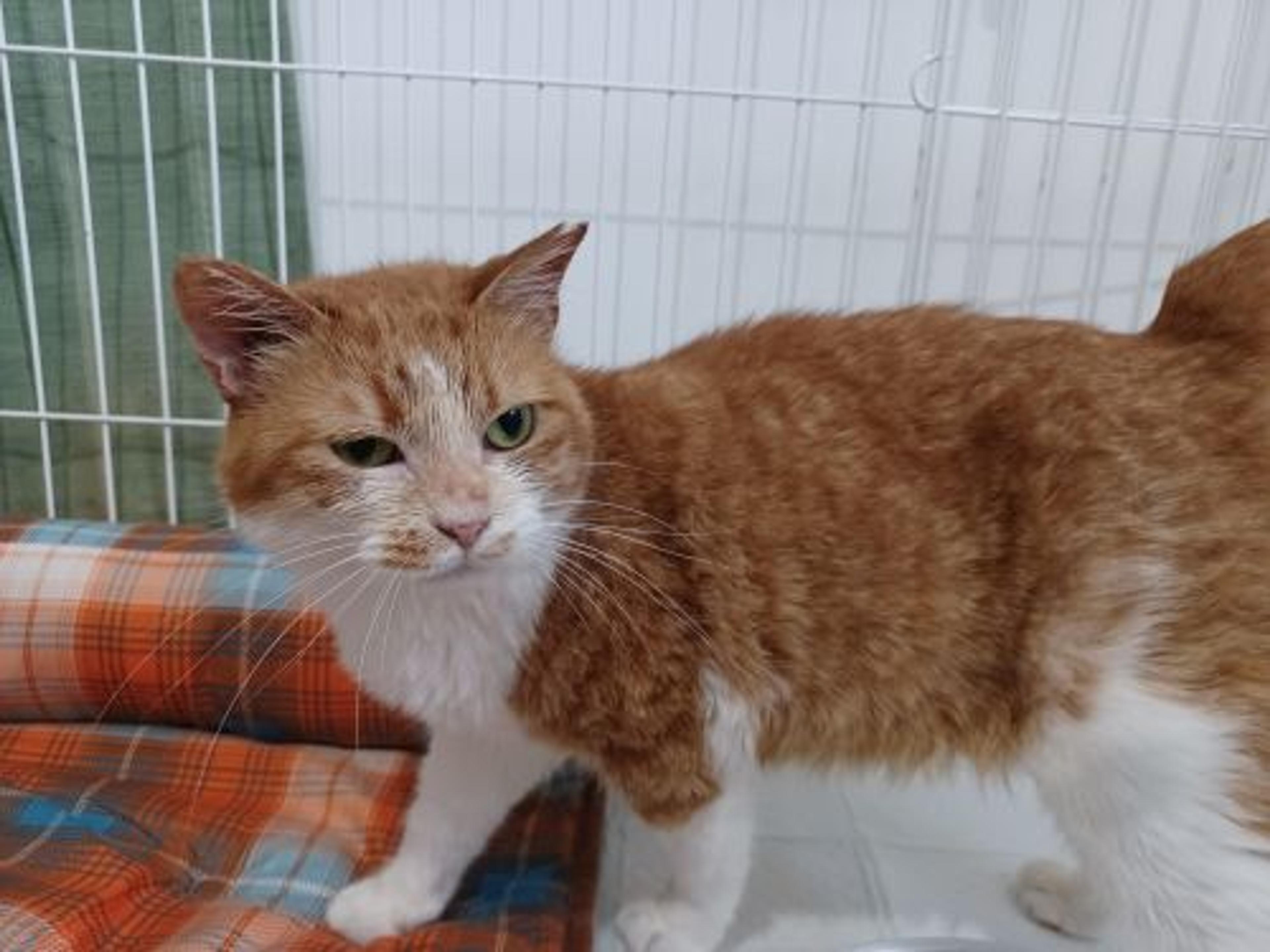 pet-image-9