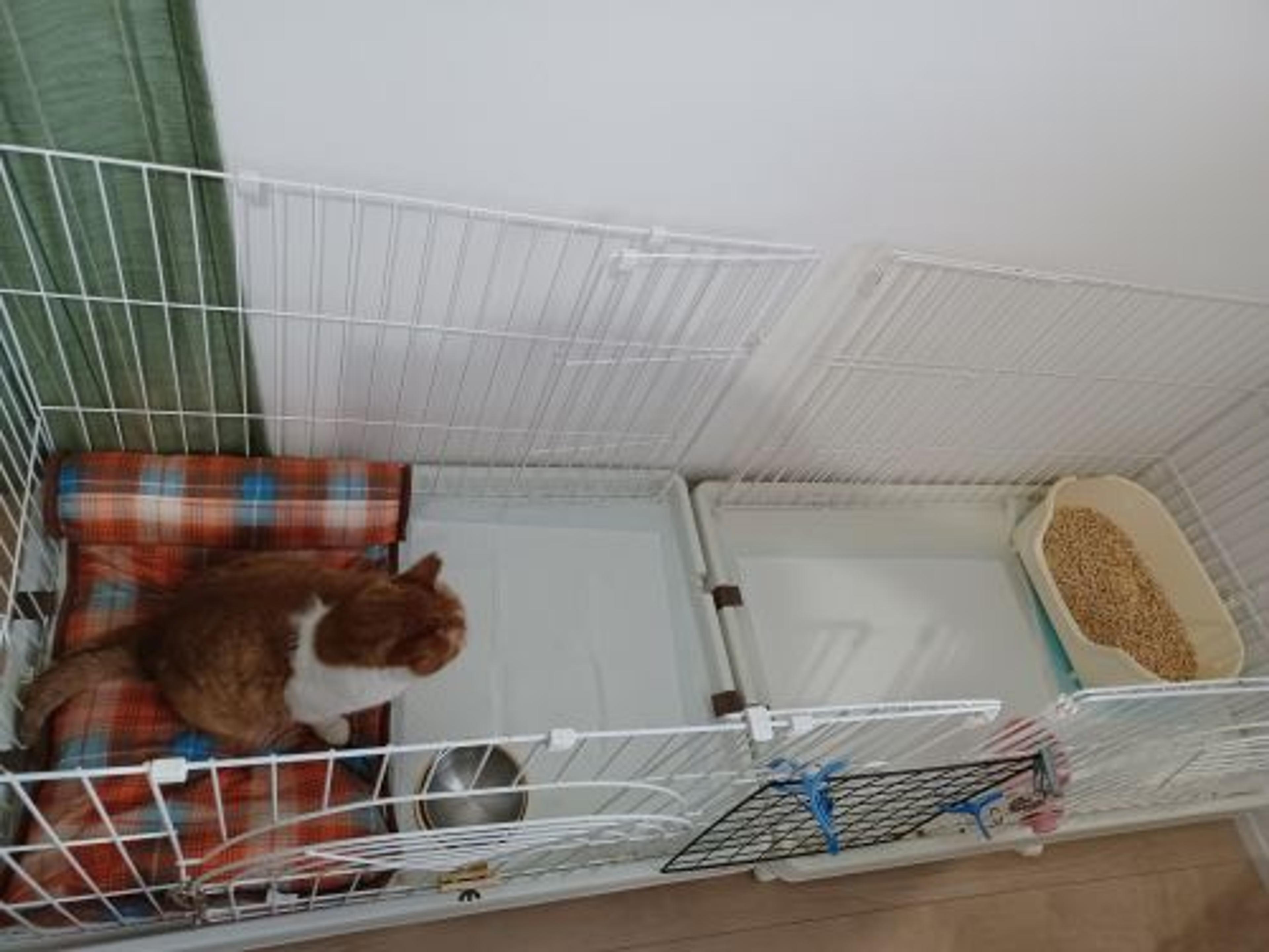 pet-image-10