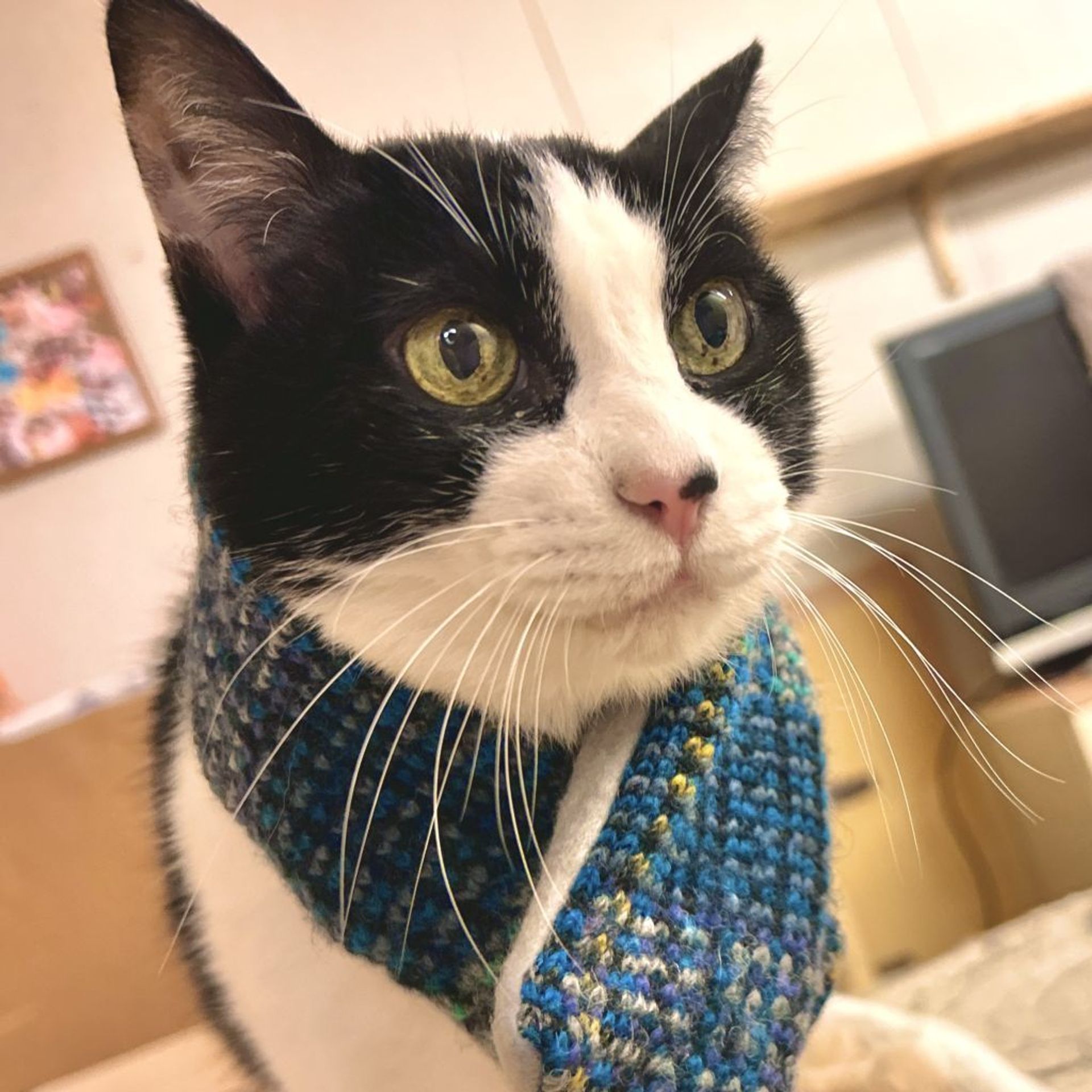 雑種（ミックス猫）・オスの里親募集の写真