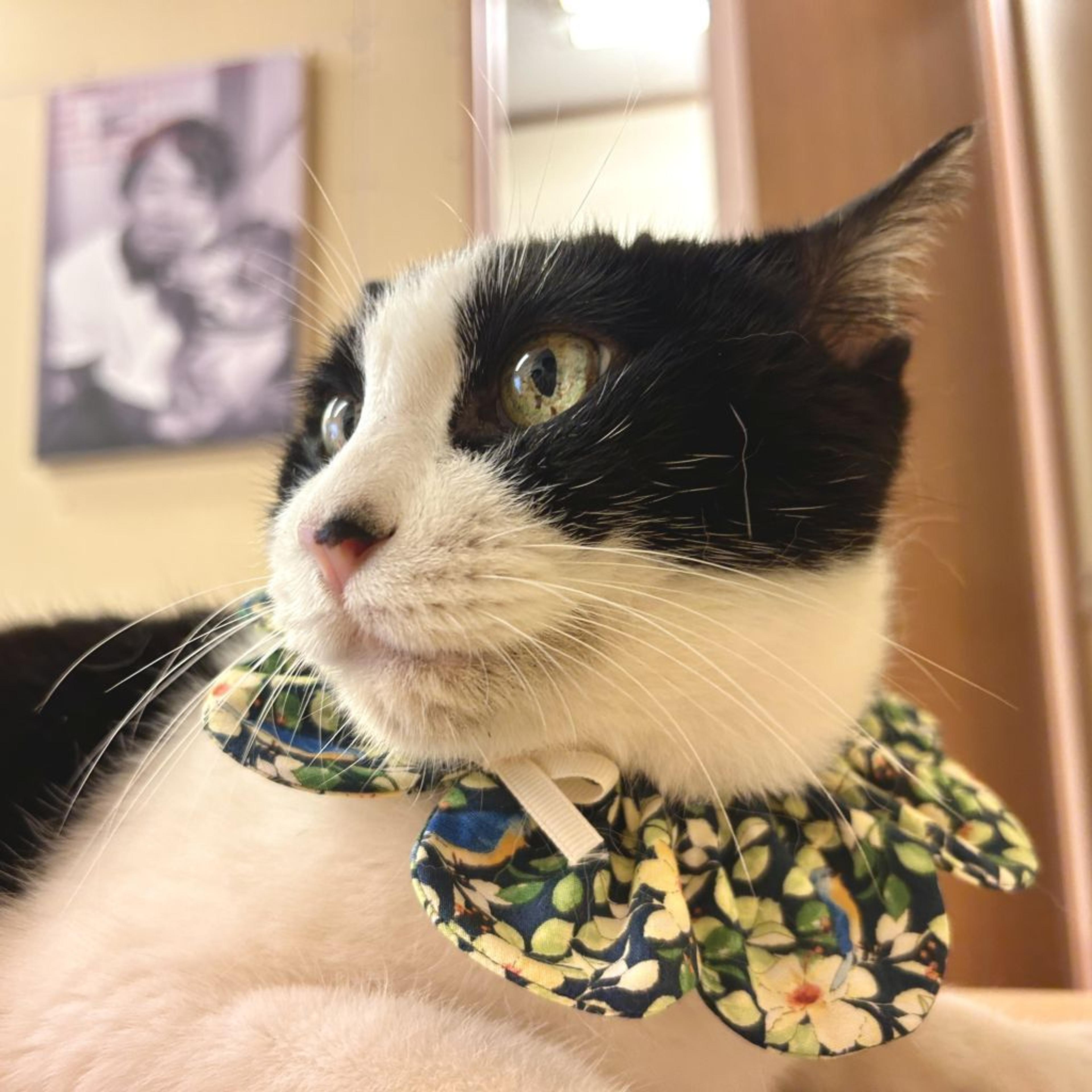 pet-image-3