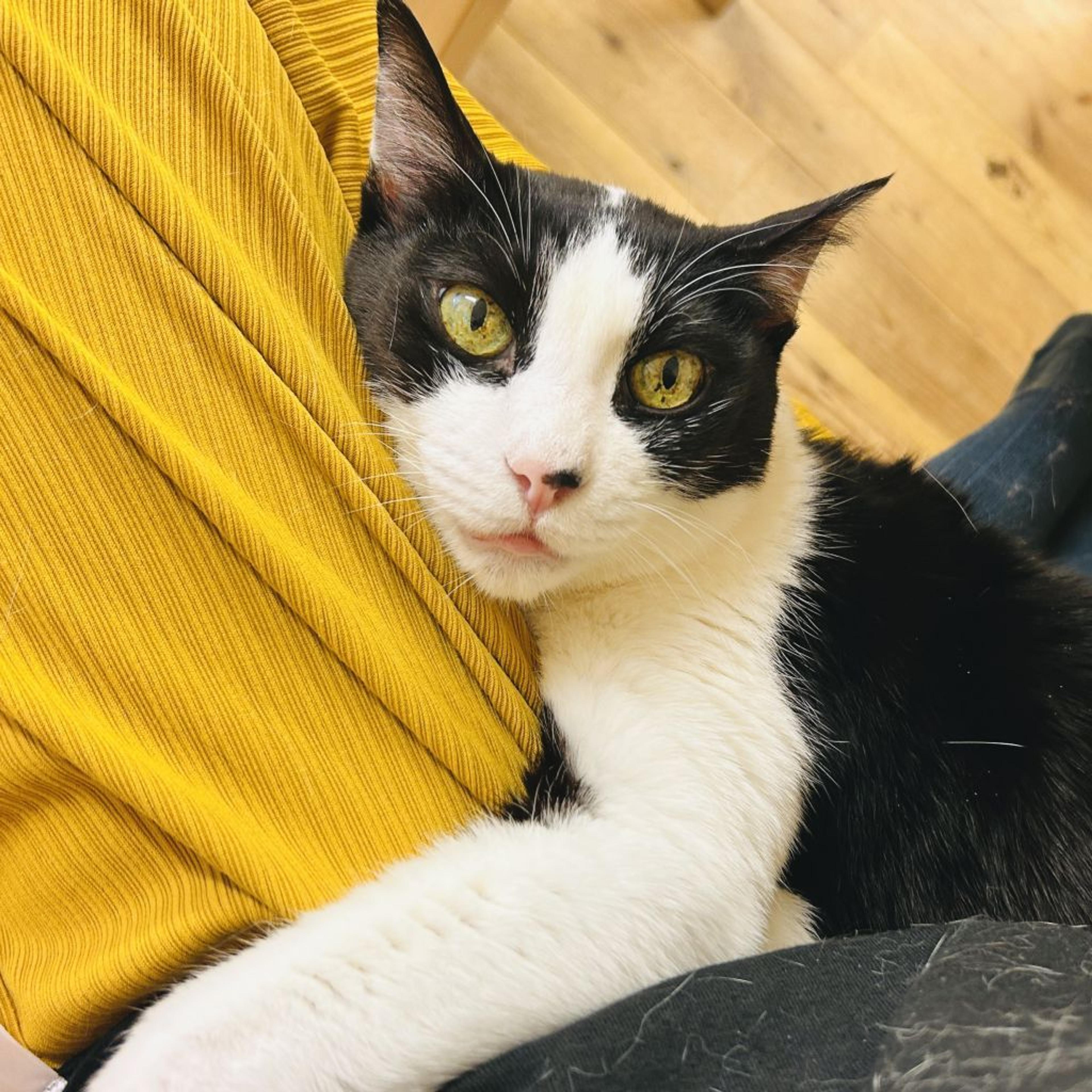 pet-image-4