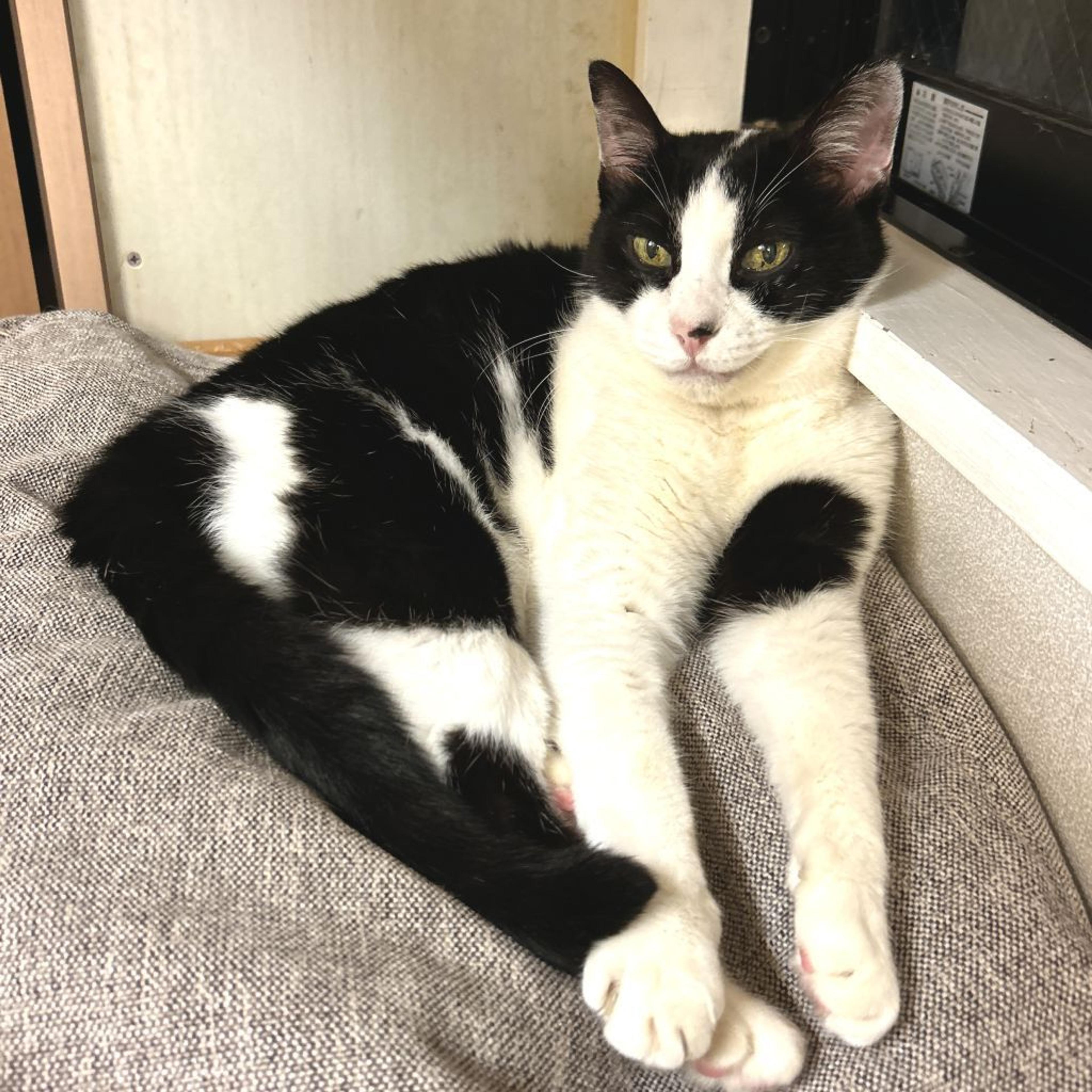 pet-image-5