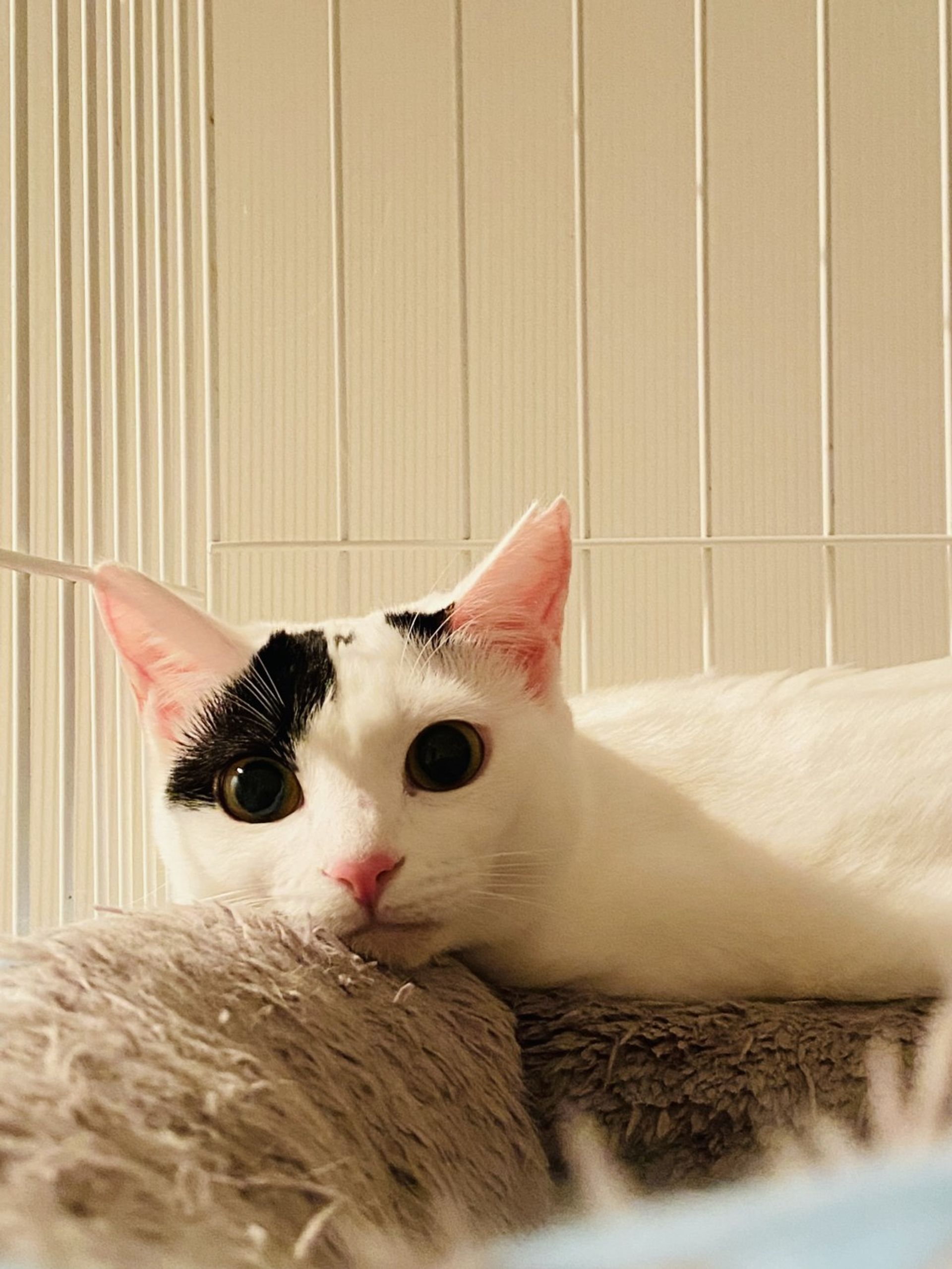雑種（ミックス猫）・メスの里親募集の写真