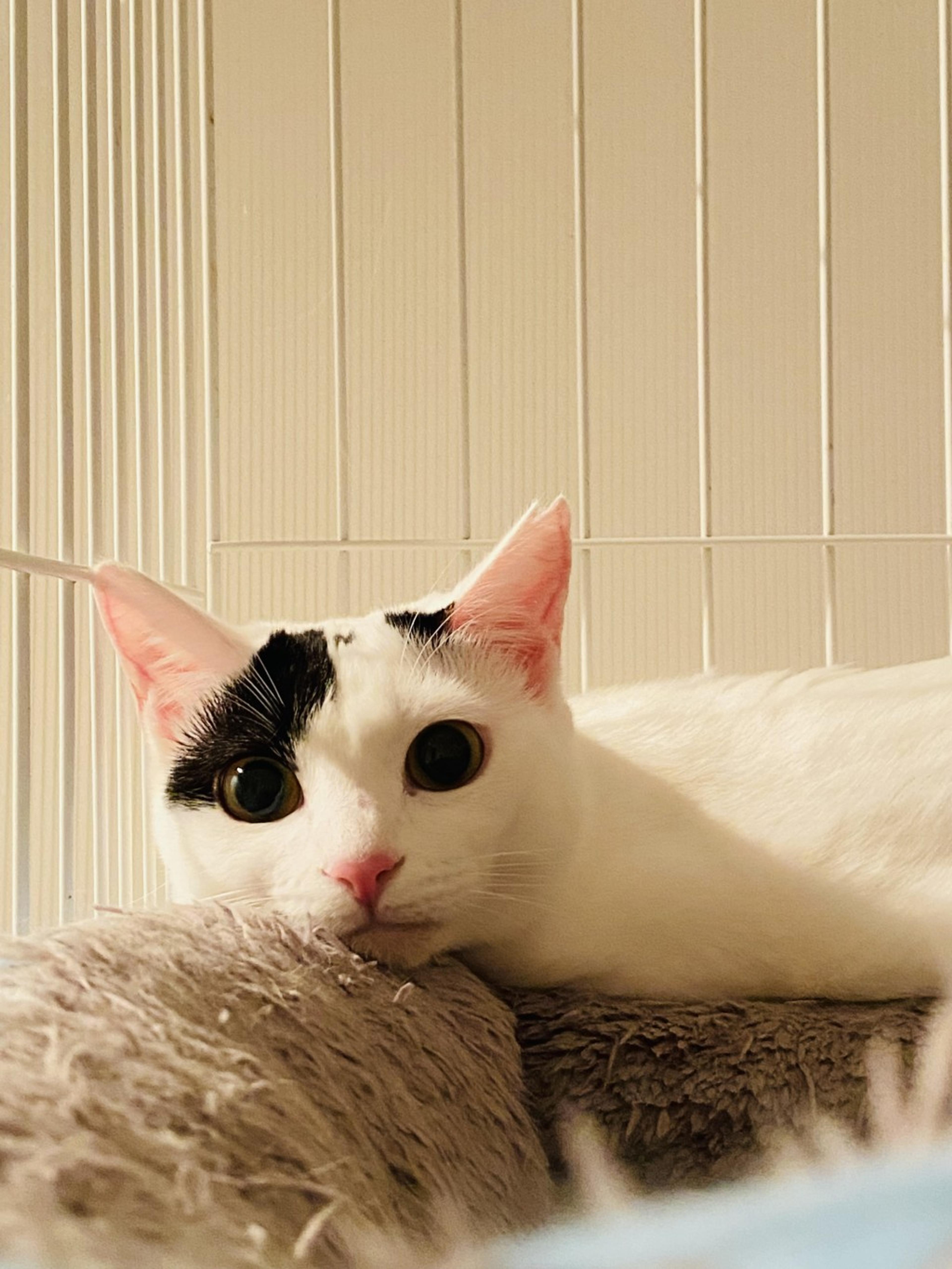 pet-image-4