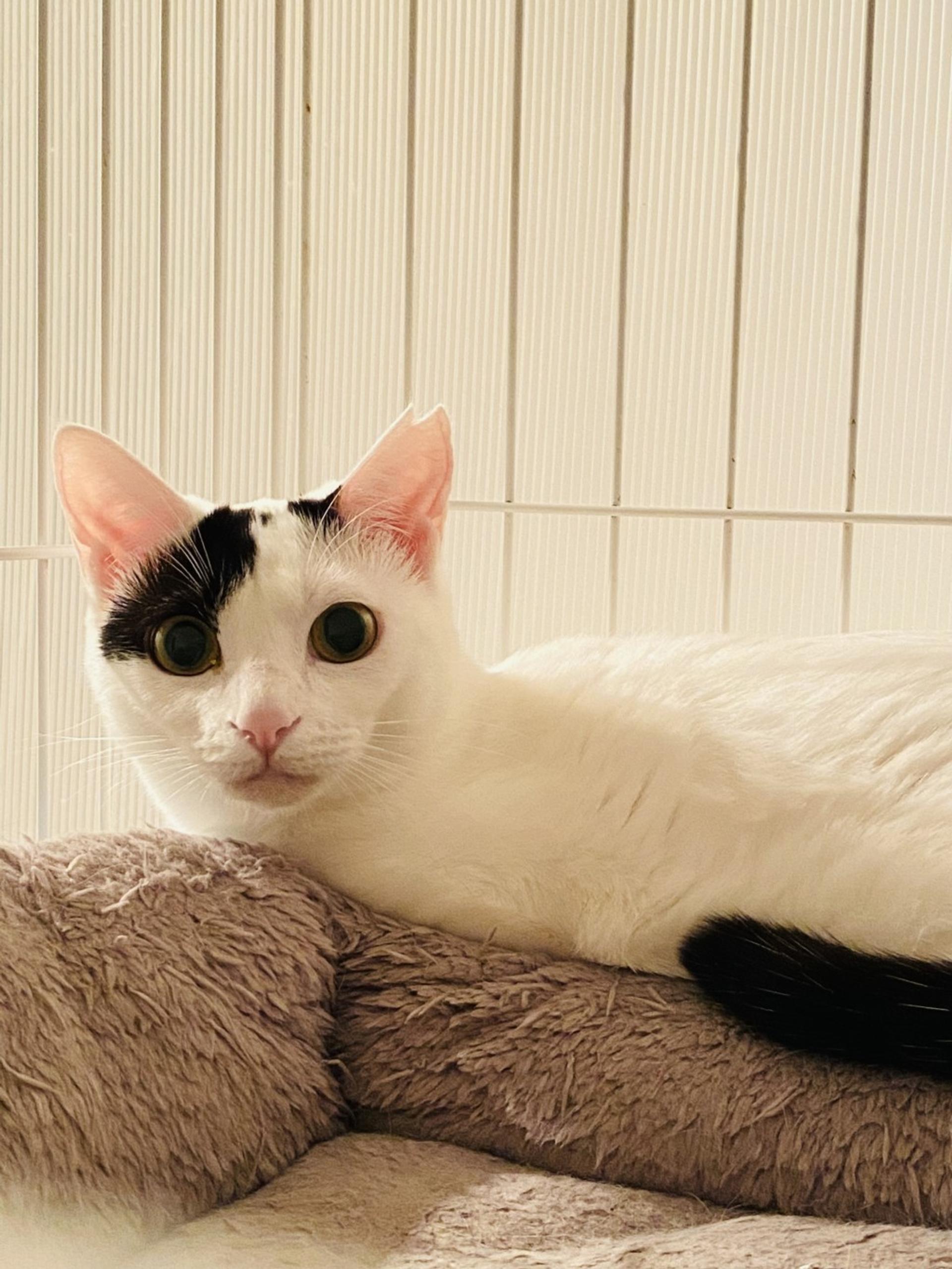 pet-image-7